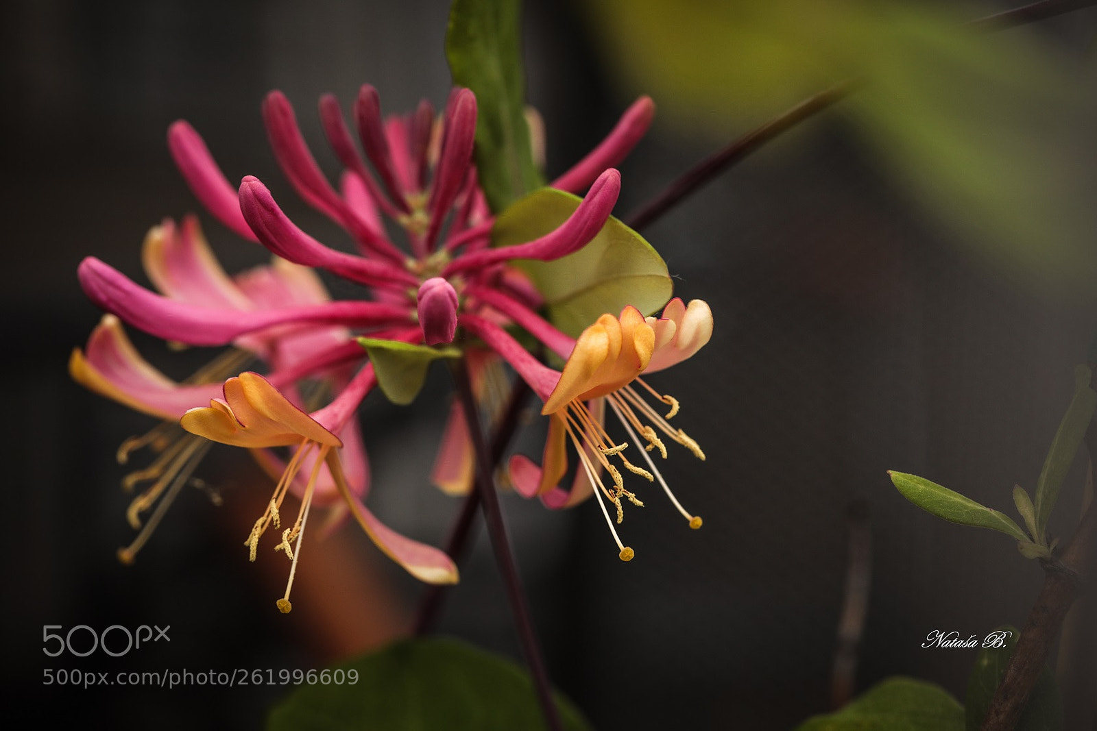 Canon EOS 5D Mark IV sample photo. June in bloom photography