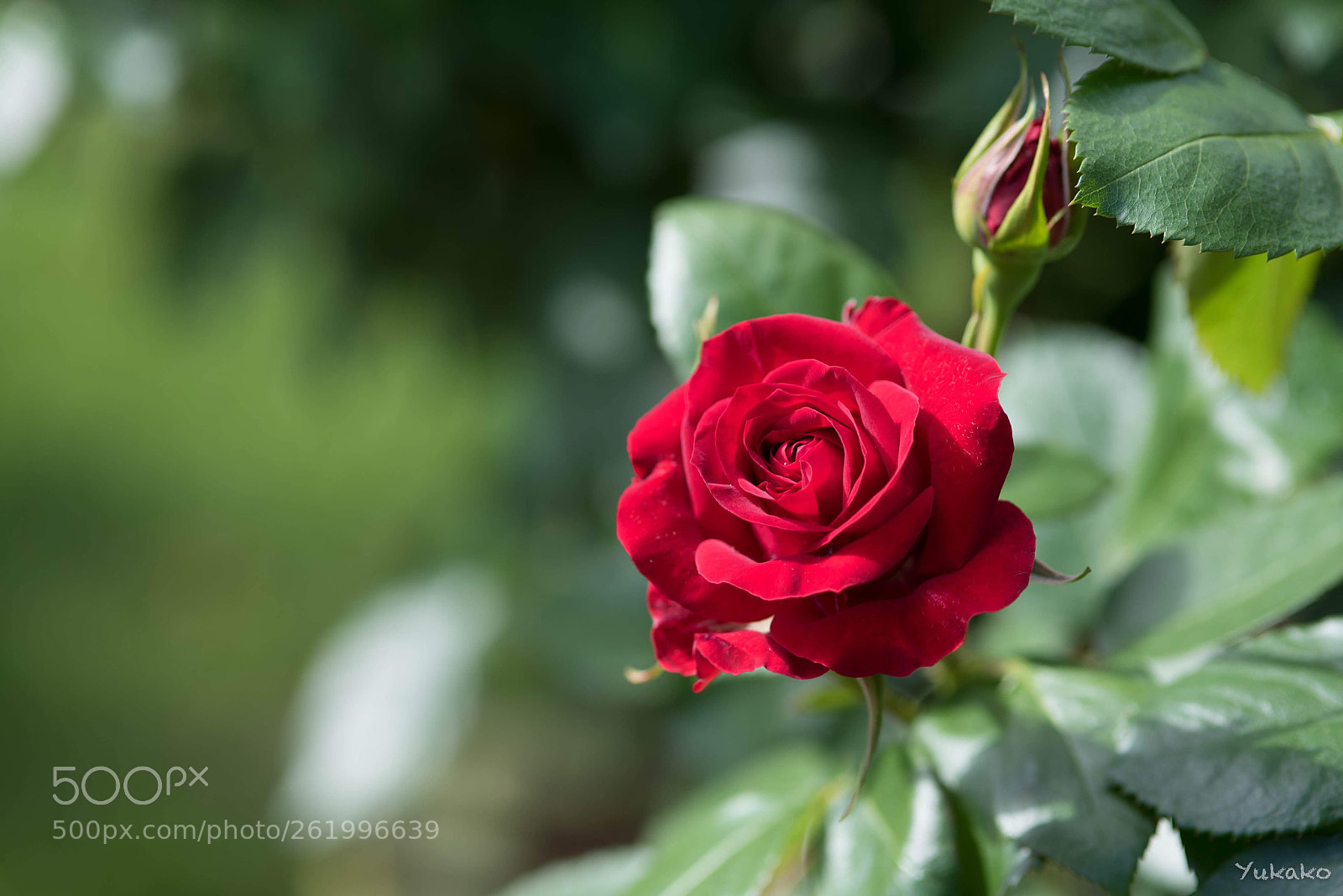 Nikon D750 sample photo. Red roses photography