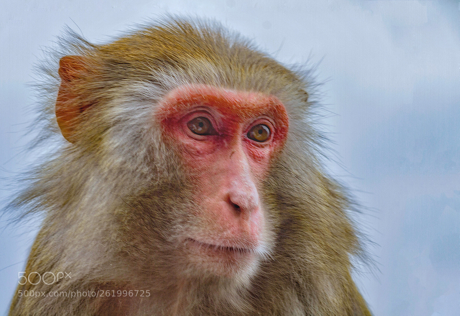 Canon EOS 7D sample photo. Monkey photography