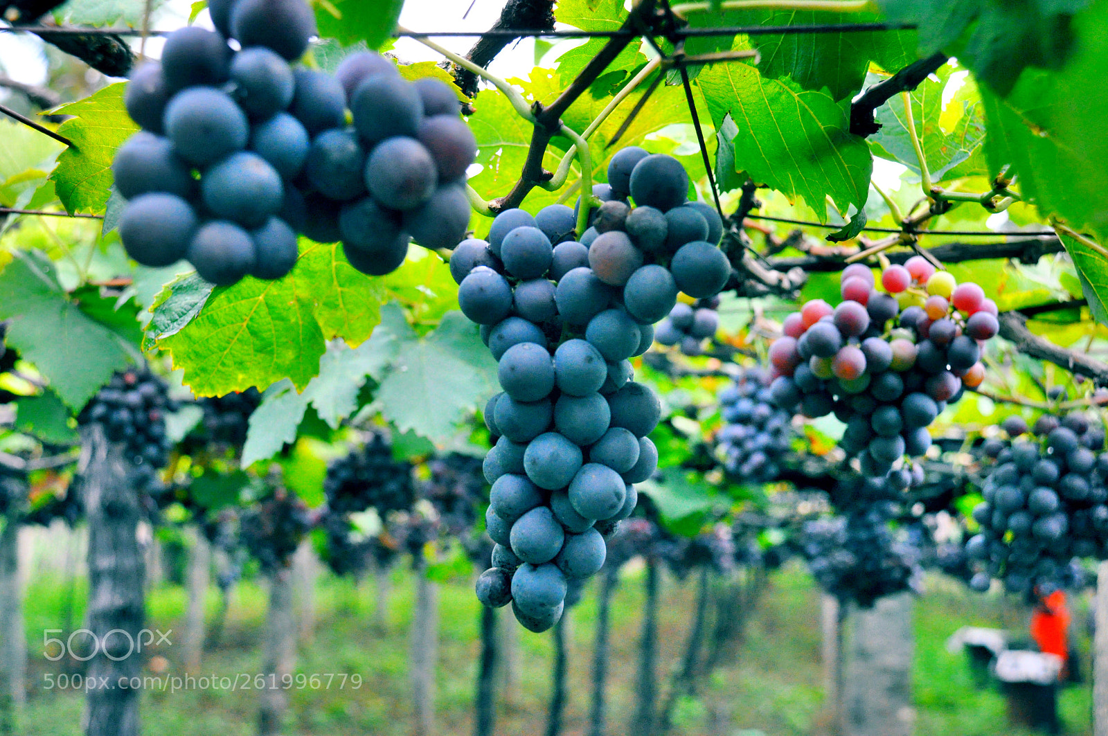 Nikon D90 sample photo. ????? photography