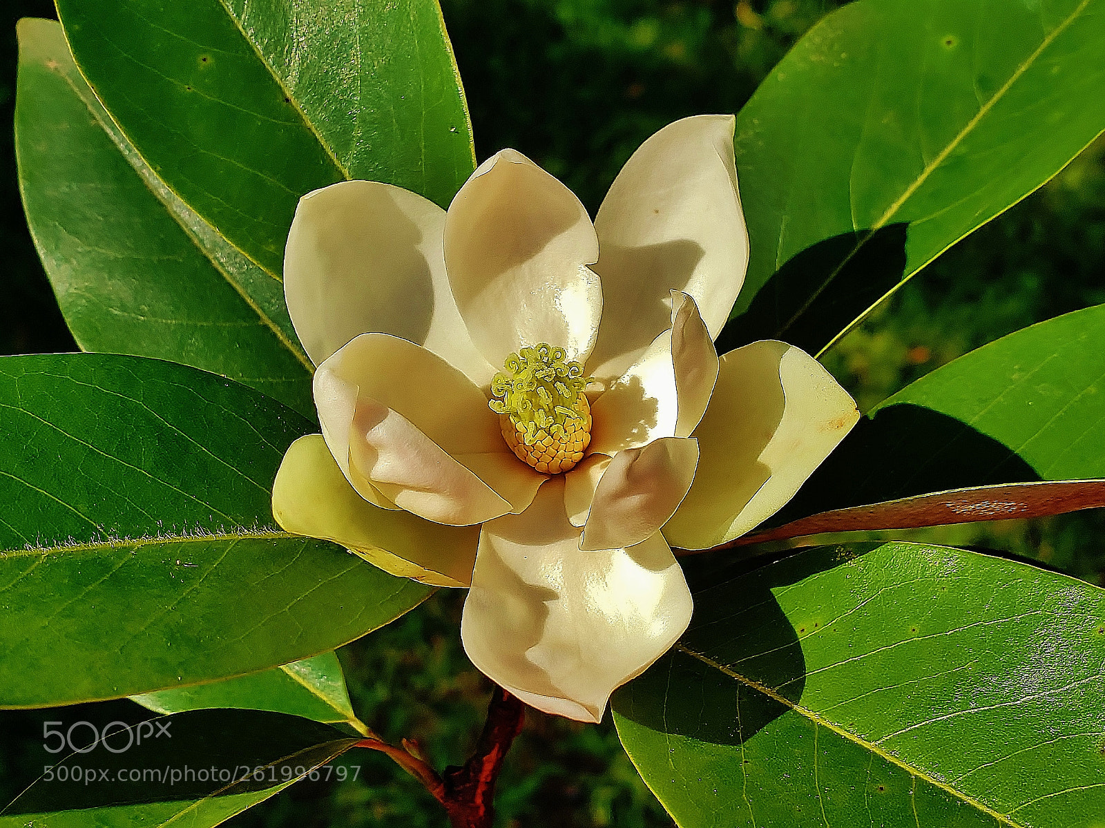 Samsung Galaxy S9+ sample photo. Sweet bay magnolia 2018 photography