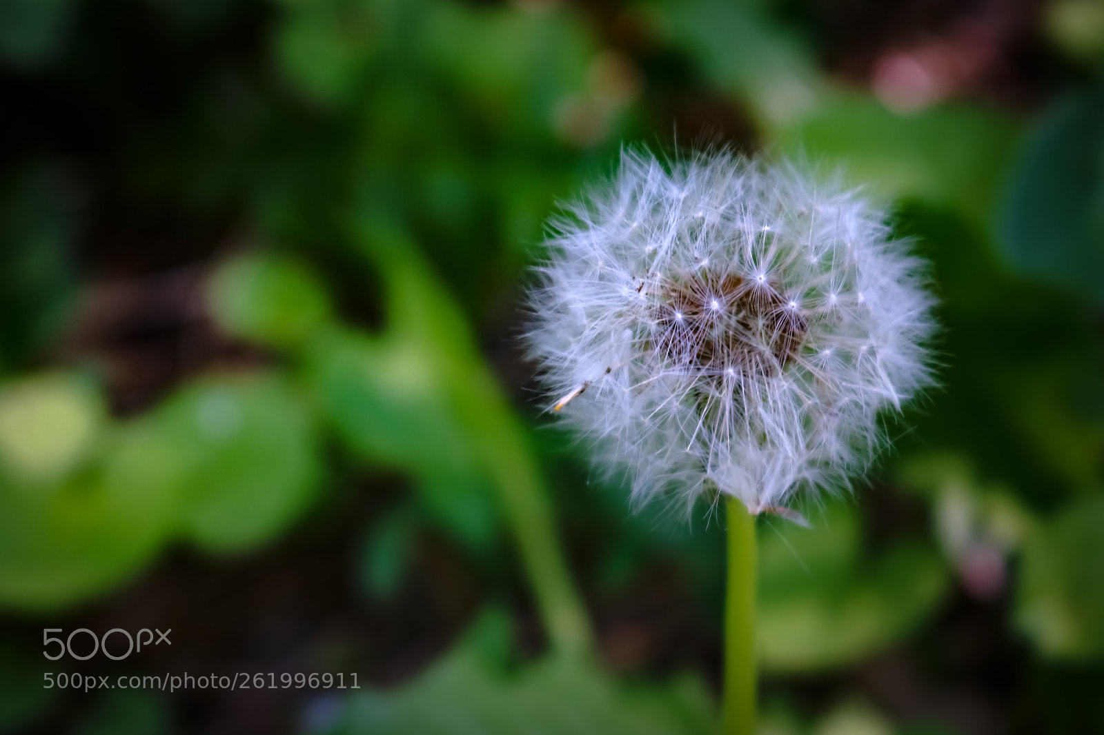Canon EOS 750D (EOS Rebel T6i / EOS Kiss X8i) sample photo. Dandelion photography