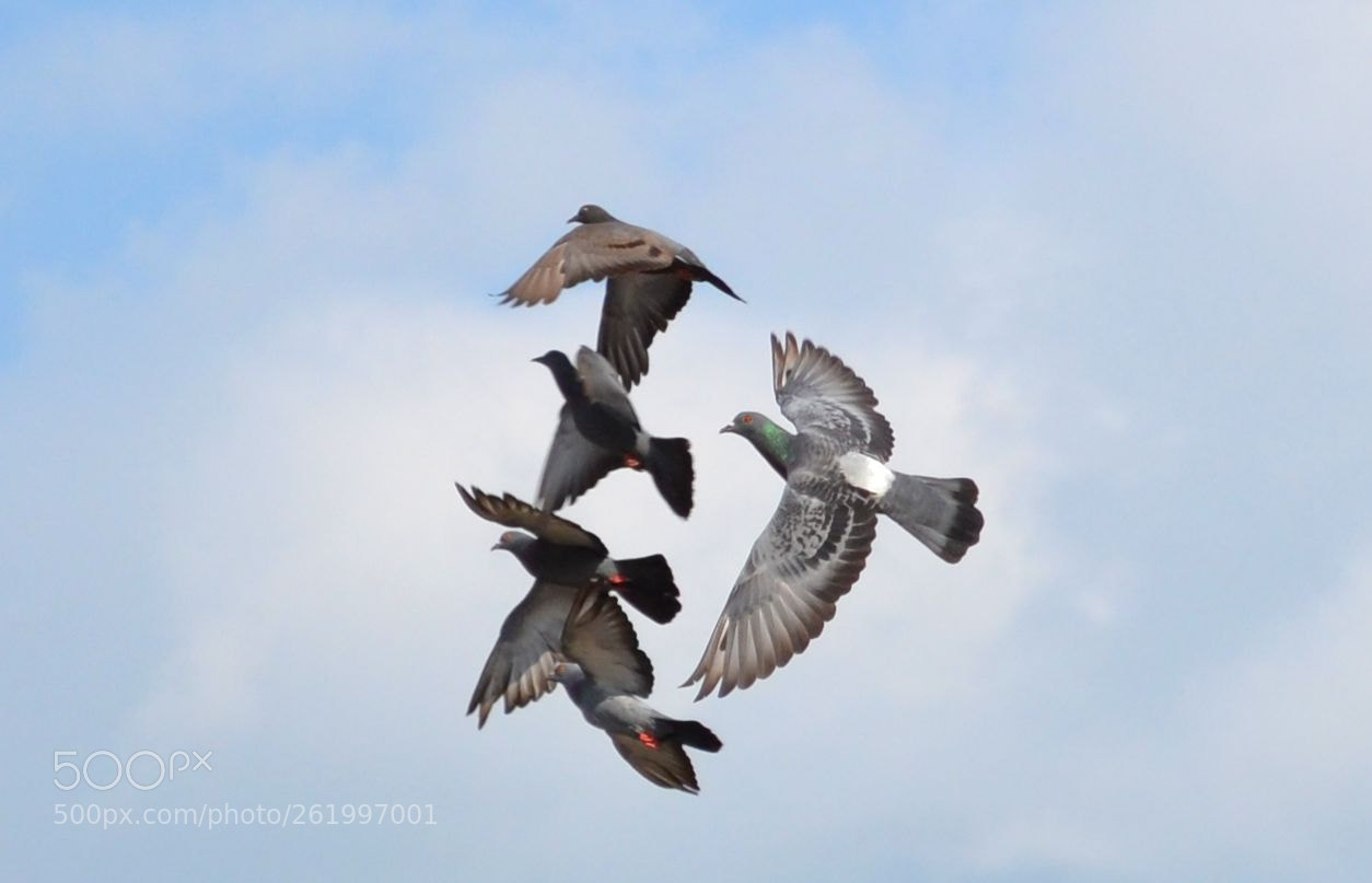 Nikon D3100 sample photo. Pigeons photography