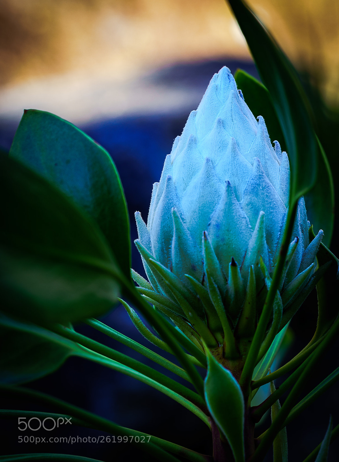 Sony a7R III sample photo. Protea photography