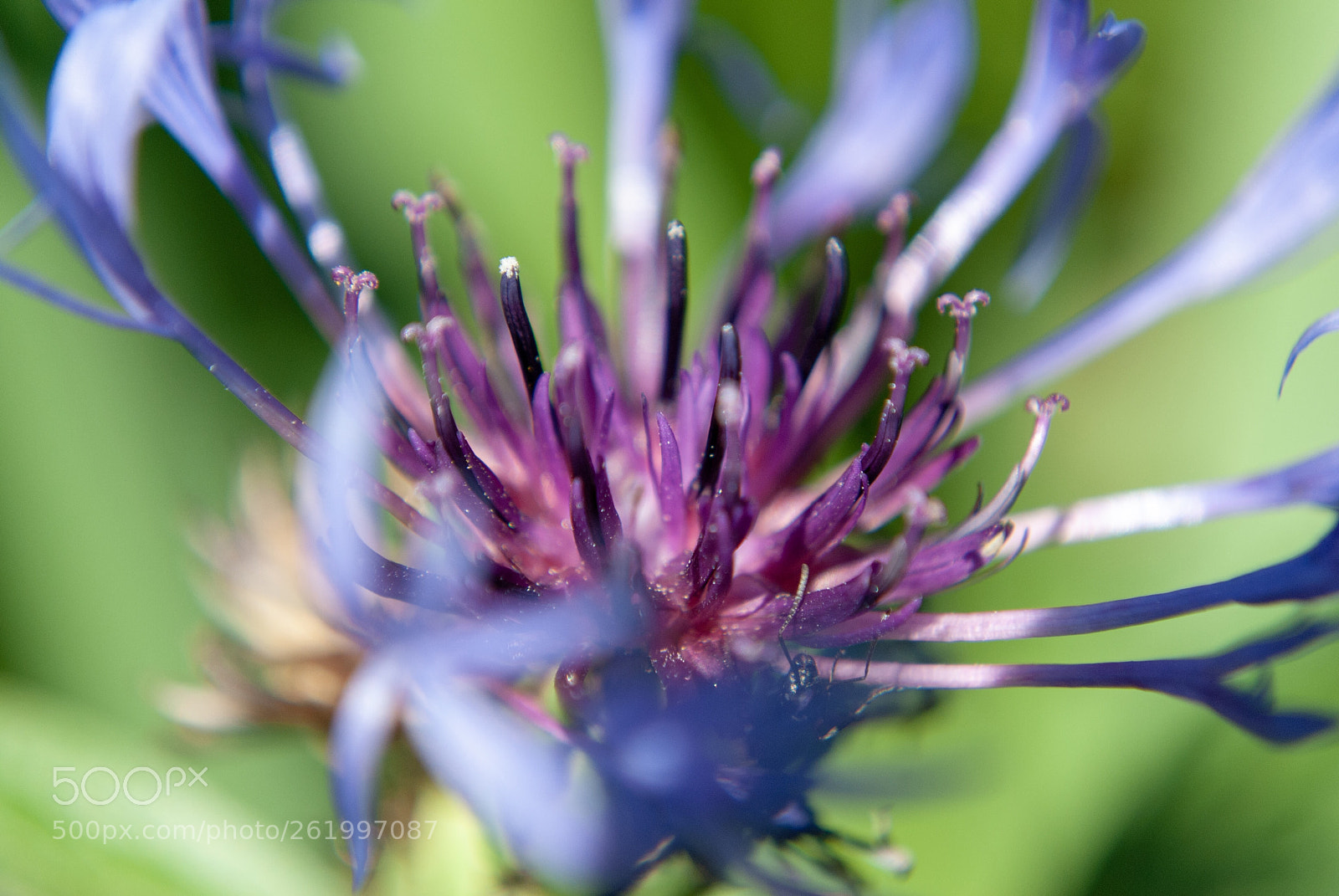 Nikon D3000 sample photo. The color purple photography