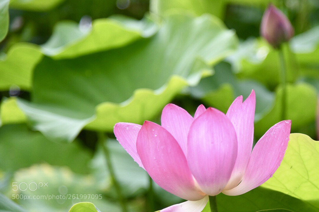 Nikon D750 sample photo. Taiwan/taipei (180613) photography