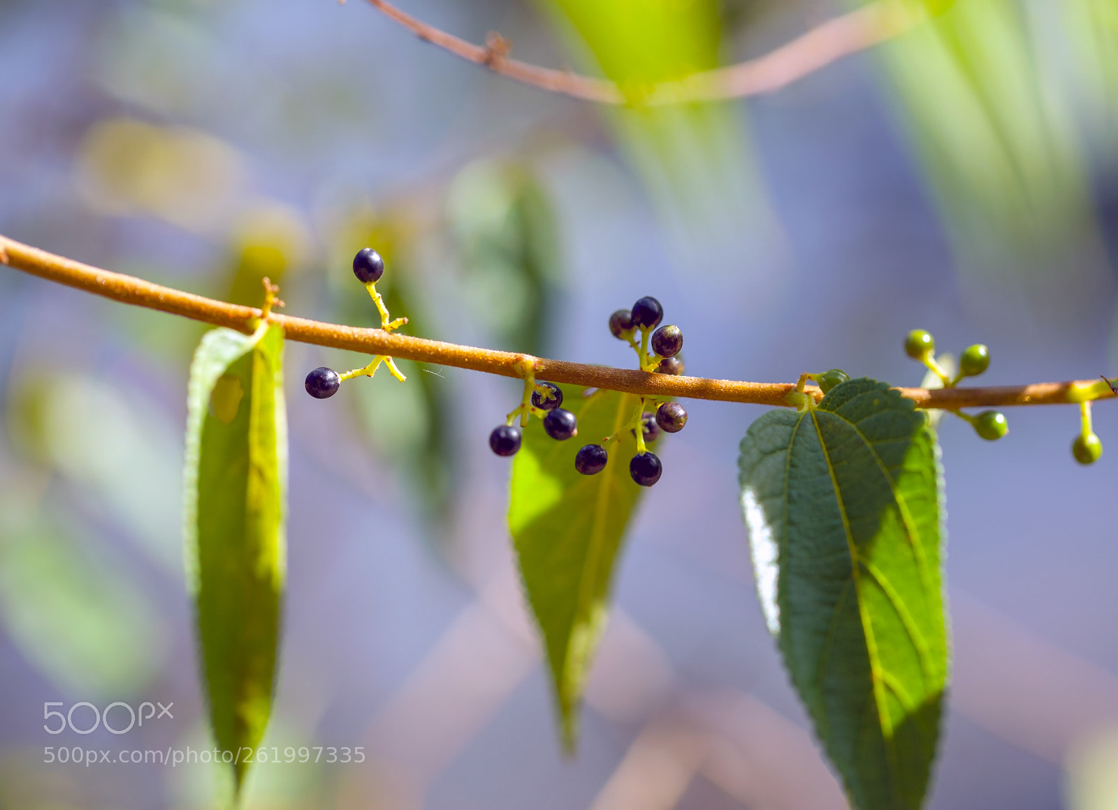 Canon EOS 5DS sample photo. Have a nice day photography