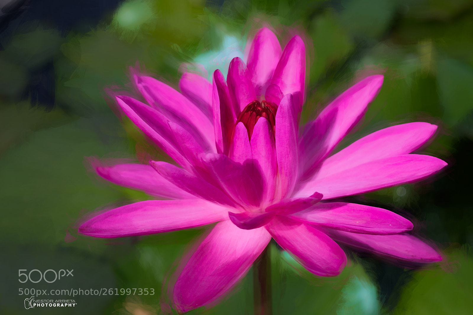 Canon EOS 5DS R sample photo. Water lilieii photography