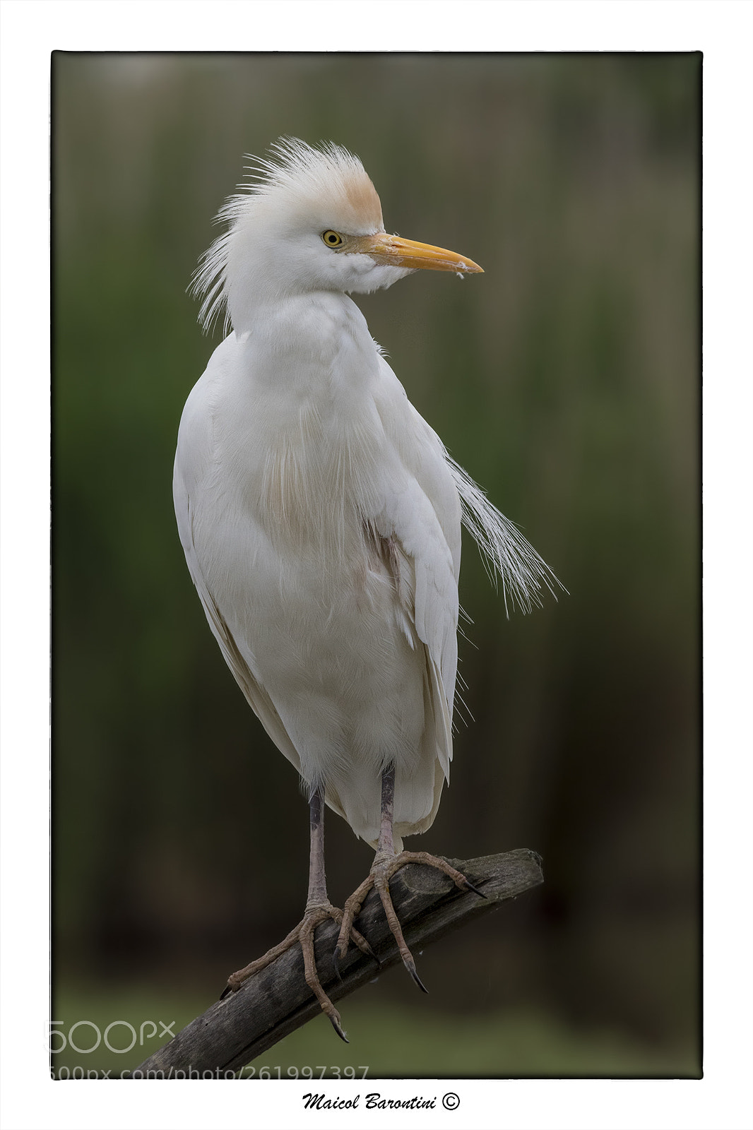 Nikon D500 sample photo. Westem cattle egret photography