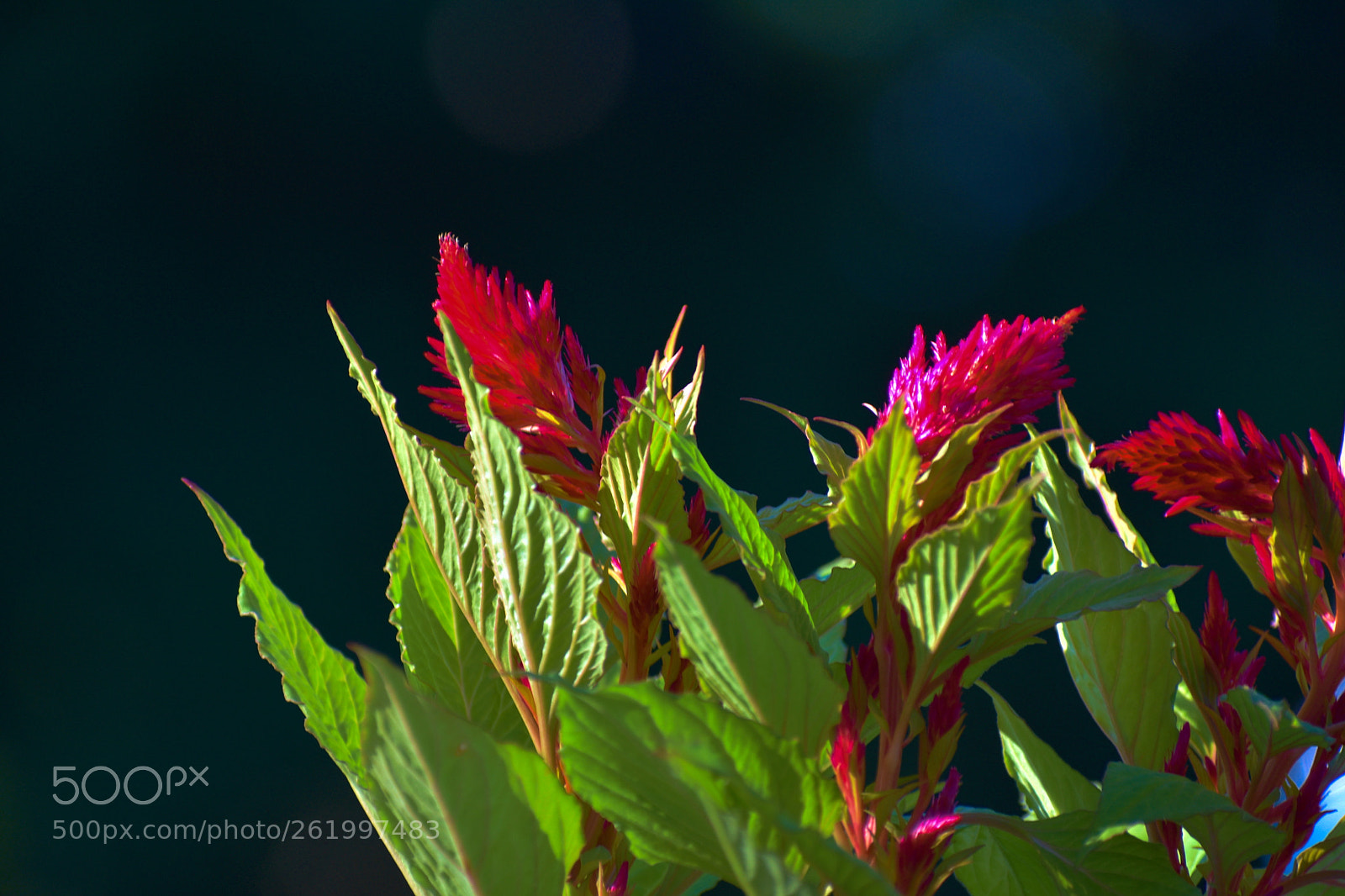 Nikon D3400 sample photo. Dragon`s breath photography