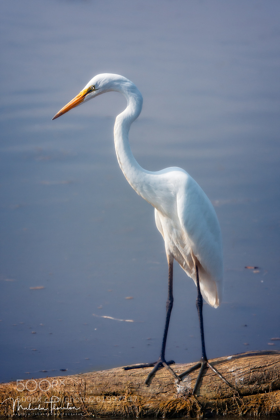 Canon EOS 5D Mark II sample photo. Great white heron photography