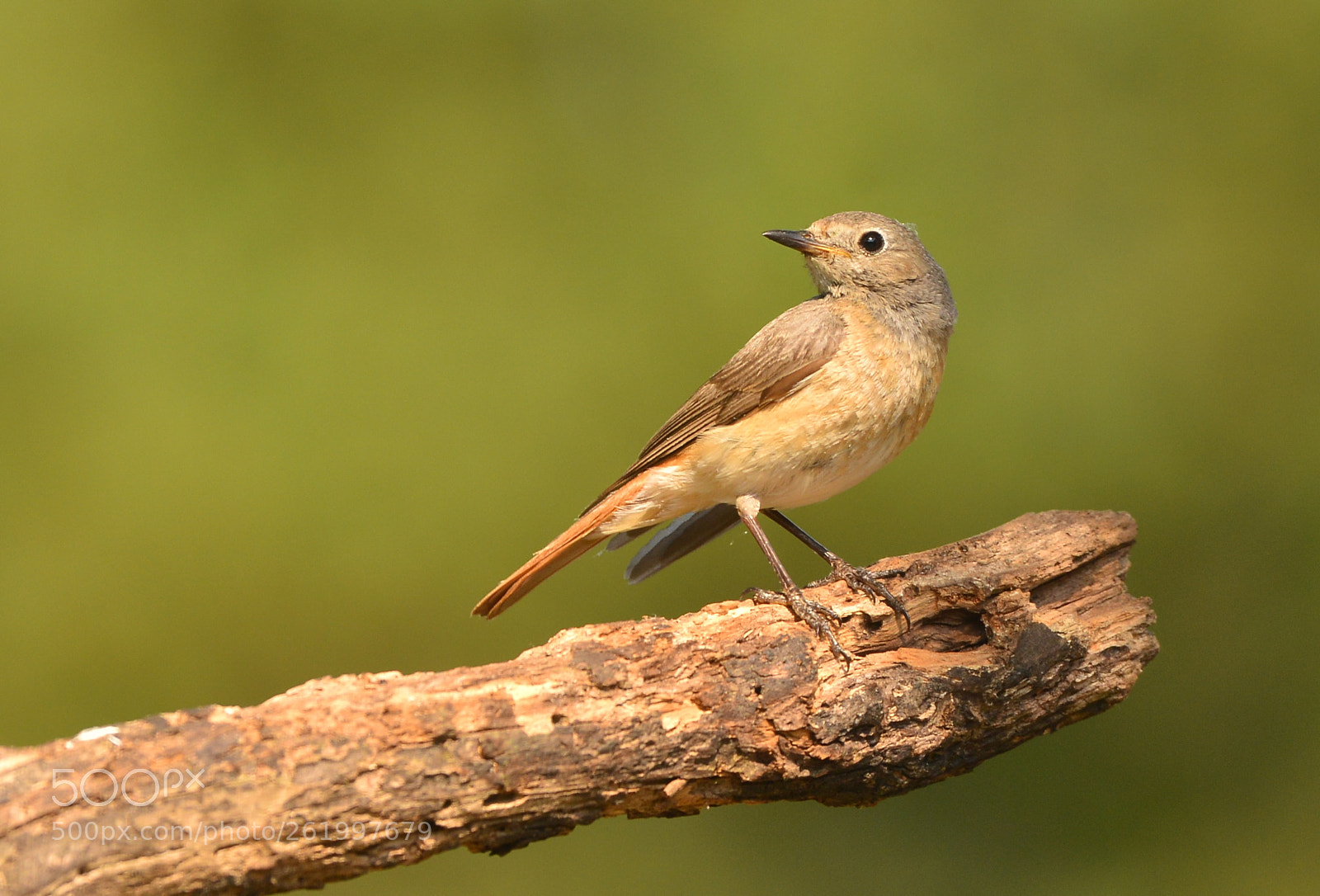 Nikon D600 + Nikon AF-S Nikkor 500mm F4G ED VR sample photo. Gekraagde roodstaart photography