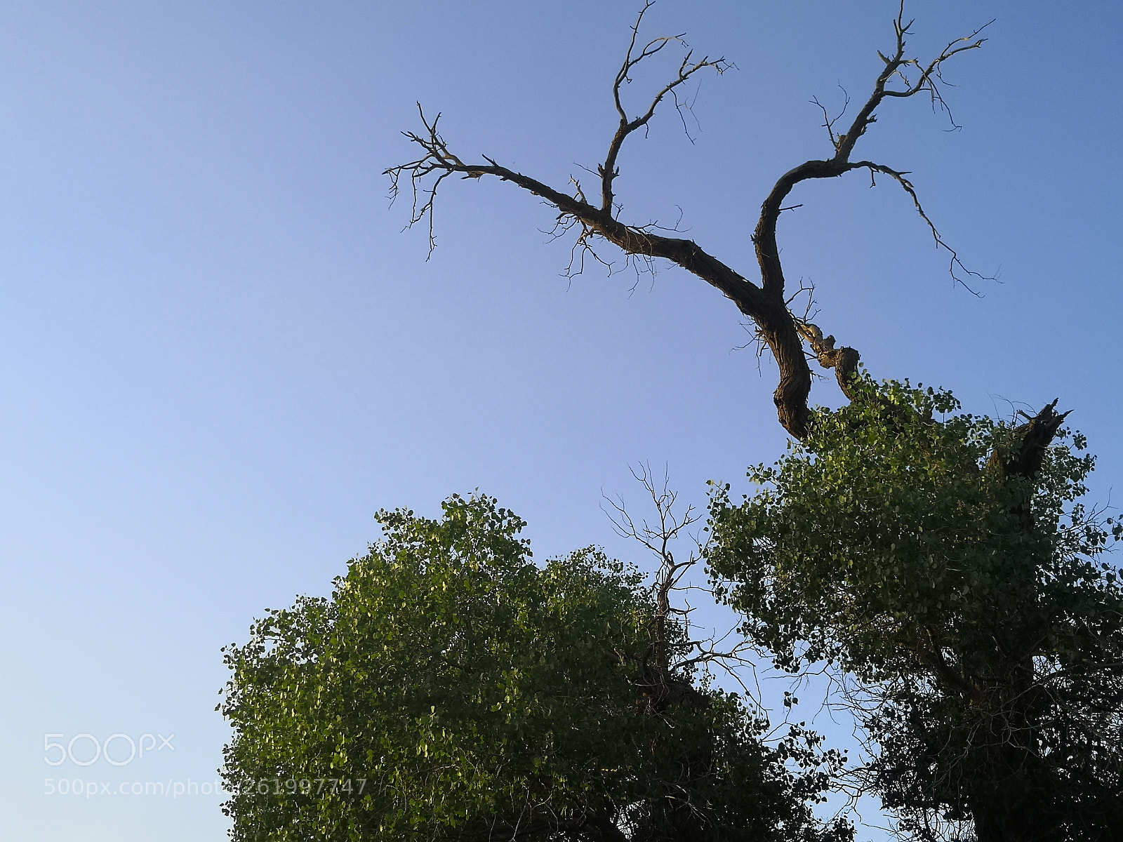 HUAWEI Honor V10 sample photo. Dancing tree photography