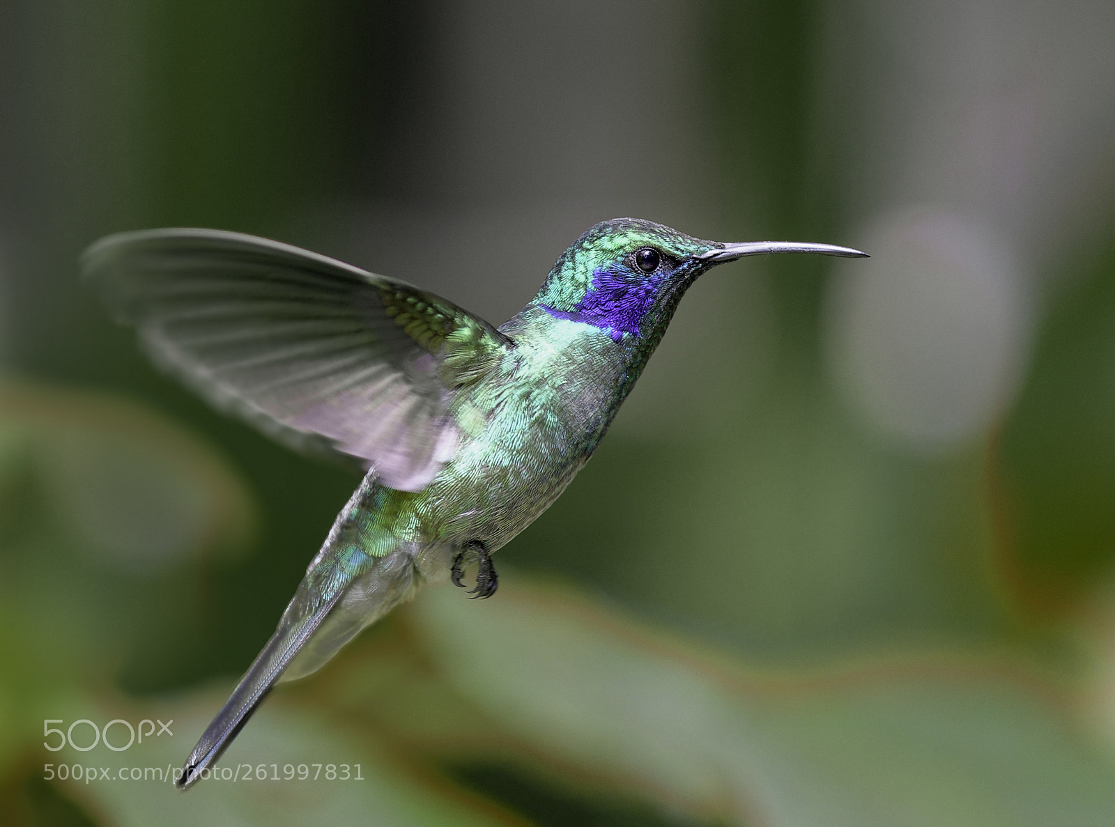 Nikon D800E sample photo. Colibri thalassinus photography