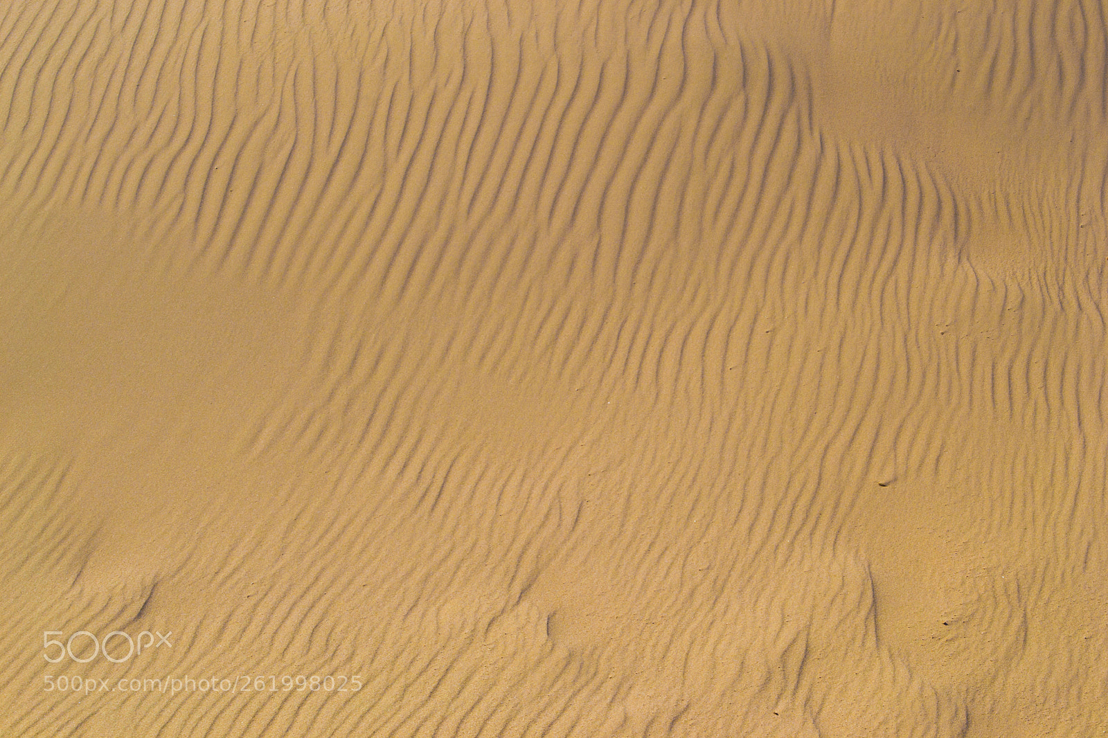 Nikon D3100 sample photo. Volga sand photography