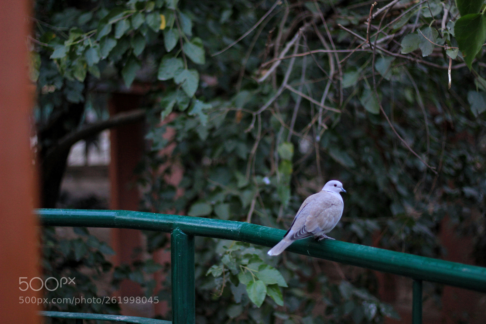 Canon EOS 60D sample photo. Untitled photography