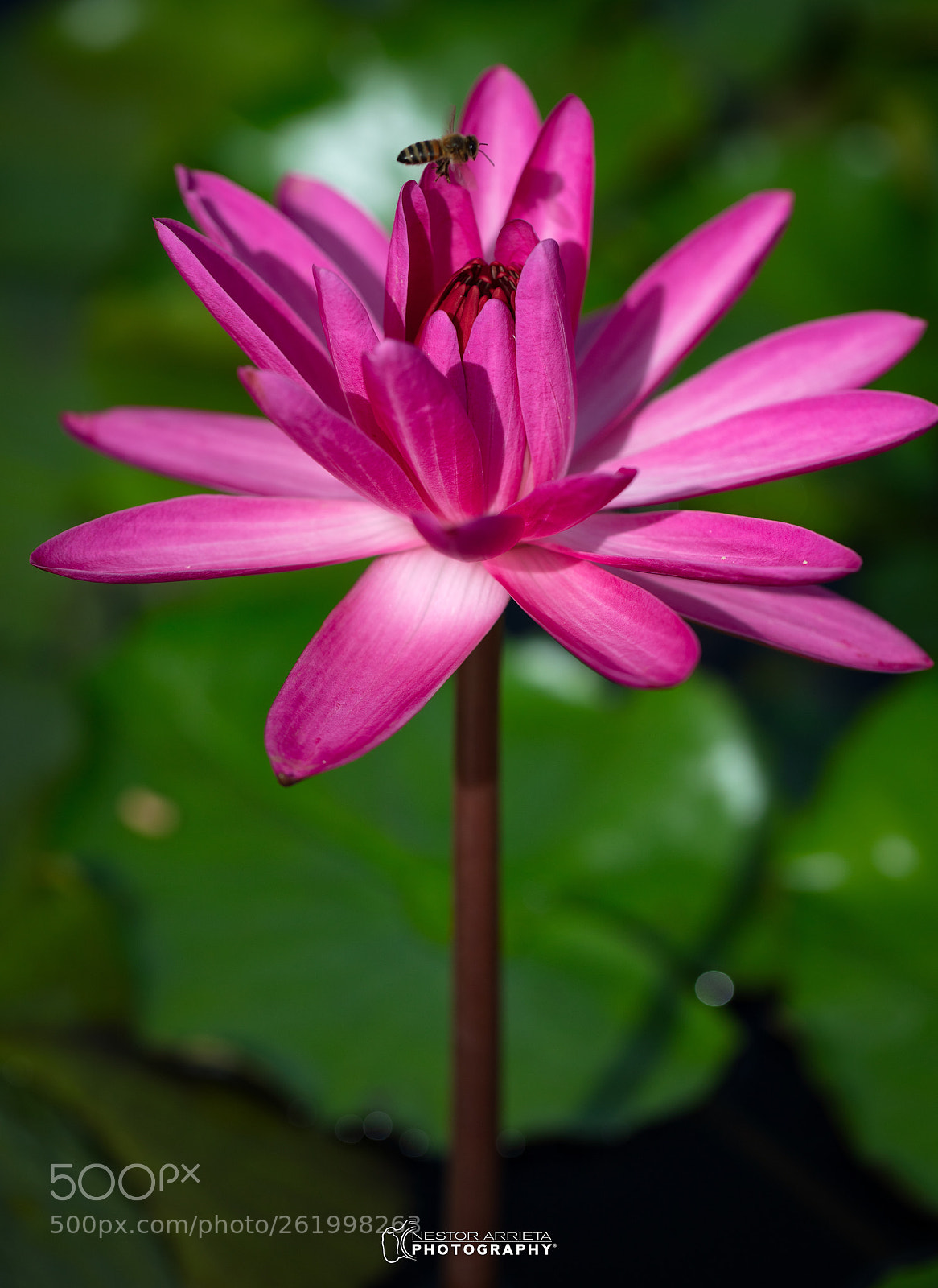 Canon EOS 5DS R sample photo. Hover over photography