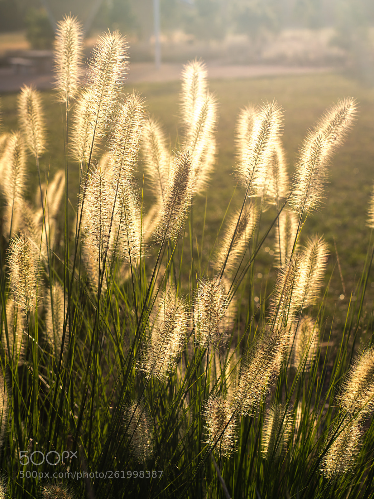 Canon EOS 5DS R sample photo. Bungarribee park nsw aus photography