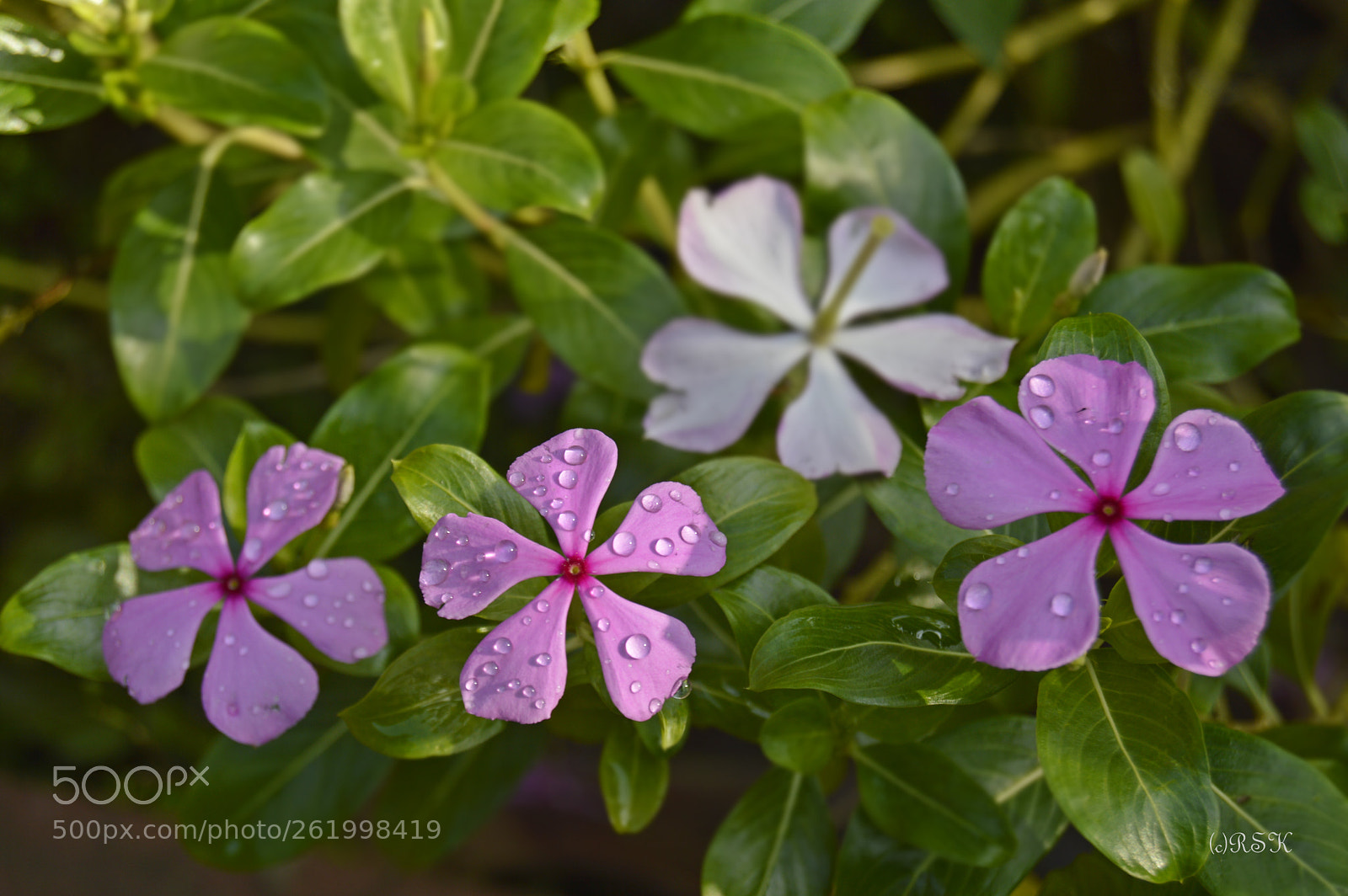 Nikon D3200 sample photo. Love is the flower photography