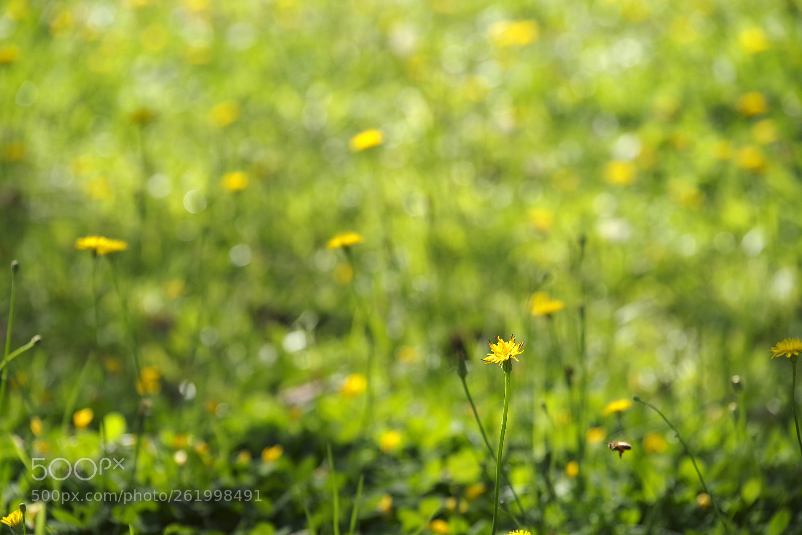 Pentax K-1 sample photo. Aaa photography