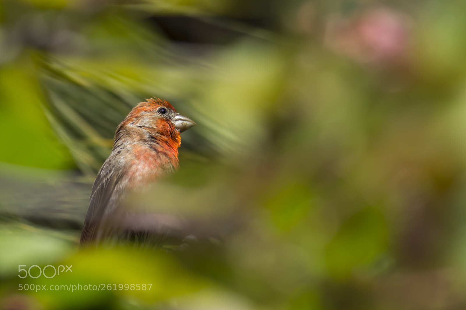 Canon EOS 60D sample photo. Flame in the green photography