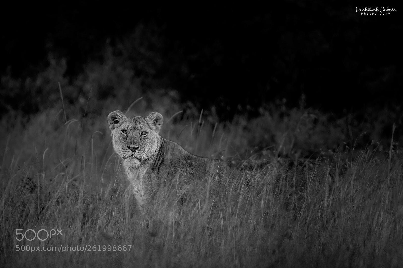 Canon EOS 7D sample photo. Essential masai mara photography