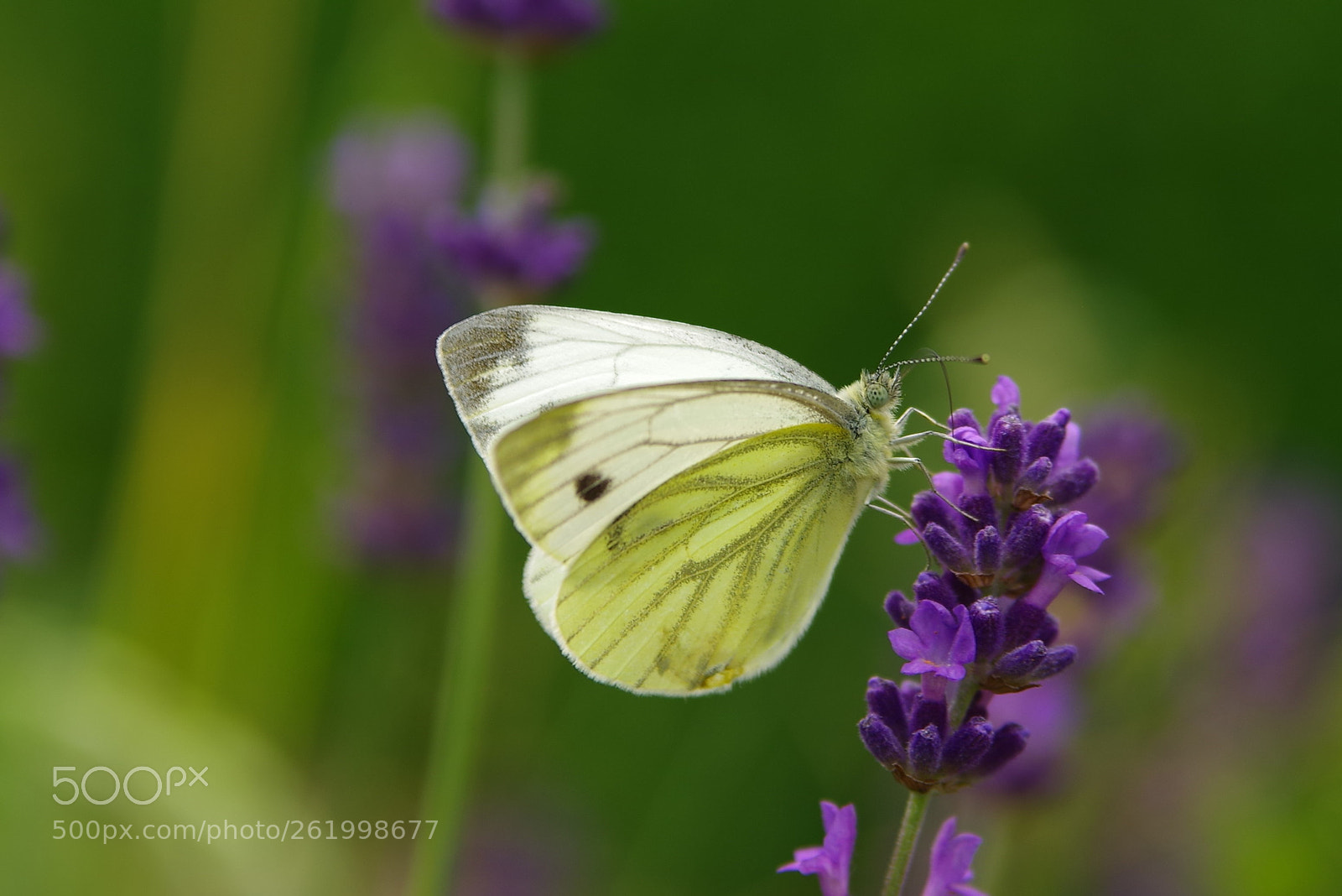Pentax K-1 sample photo. Pieris photography