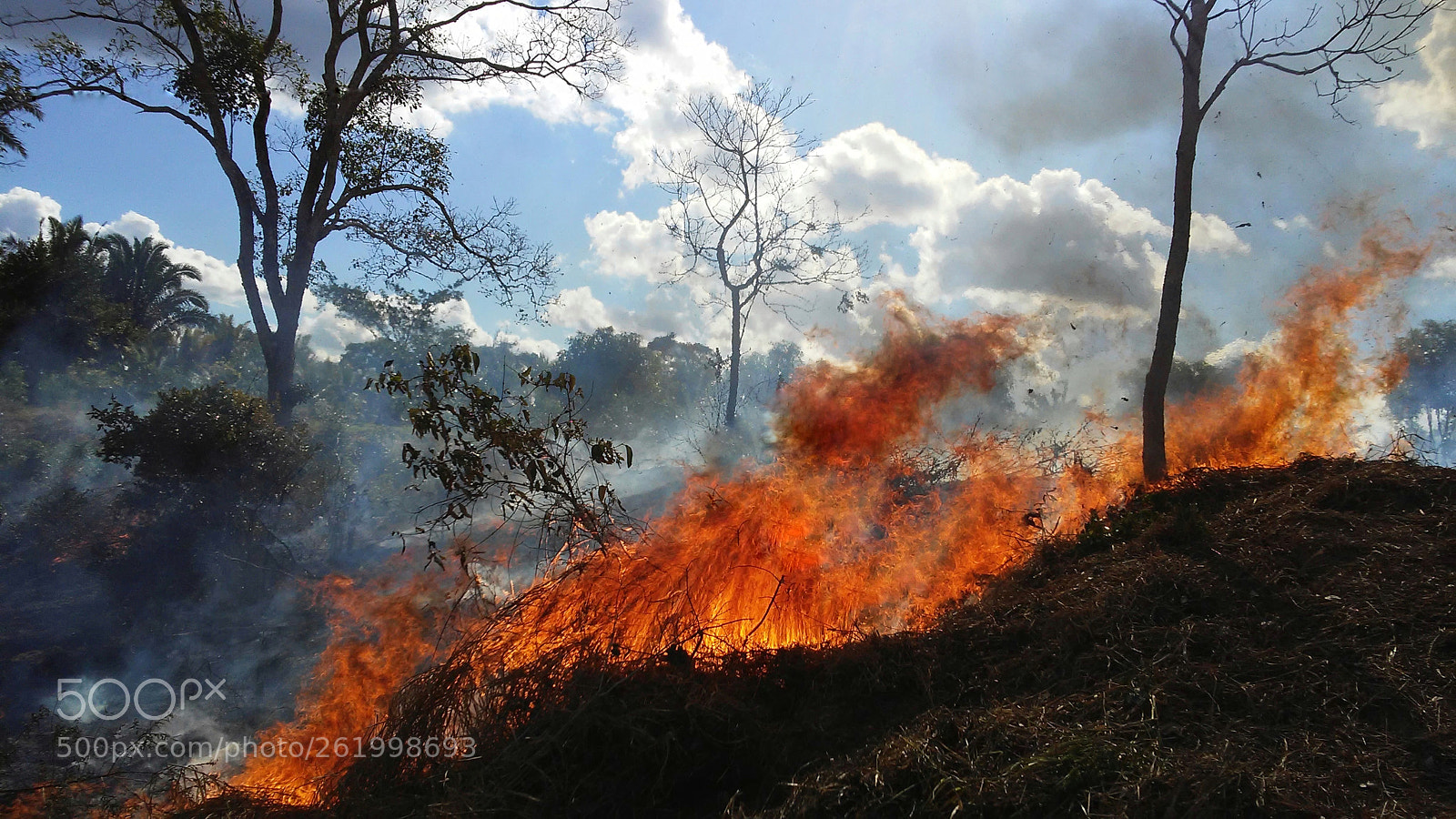 LG X STYLE sample photo. Fire in the vegetation... photography