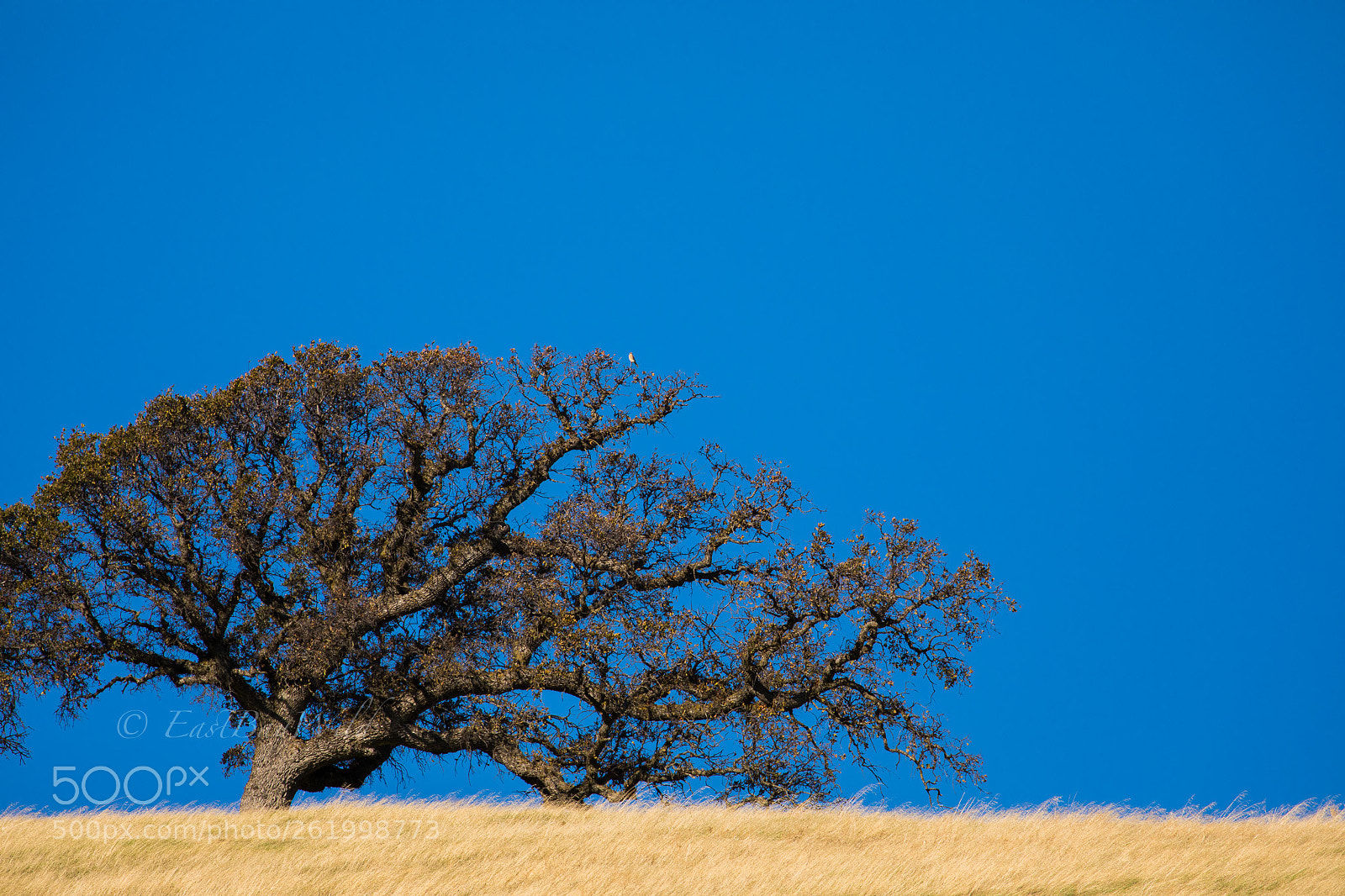 Canon EOS 5D Mark IV sample photo. Perched on oak tree photography