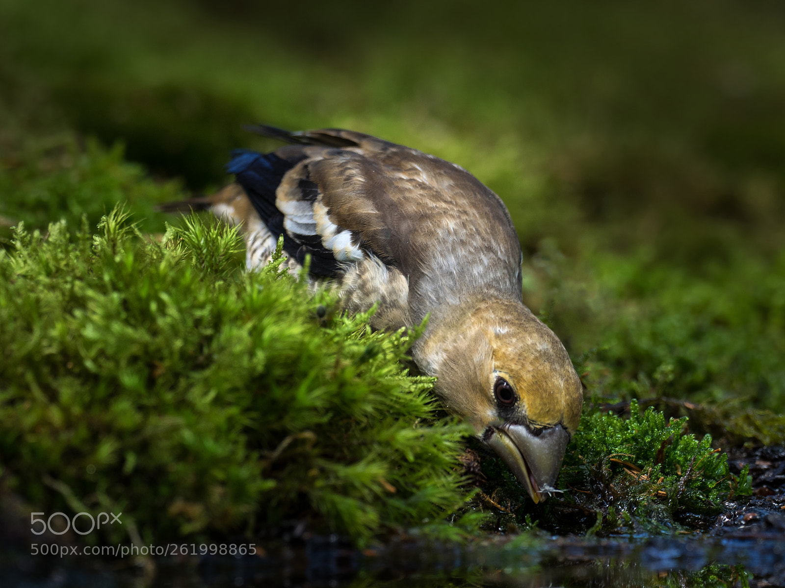 Olympus OM-D E-M1 sample photo. Young hawfinch, drinking photography