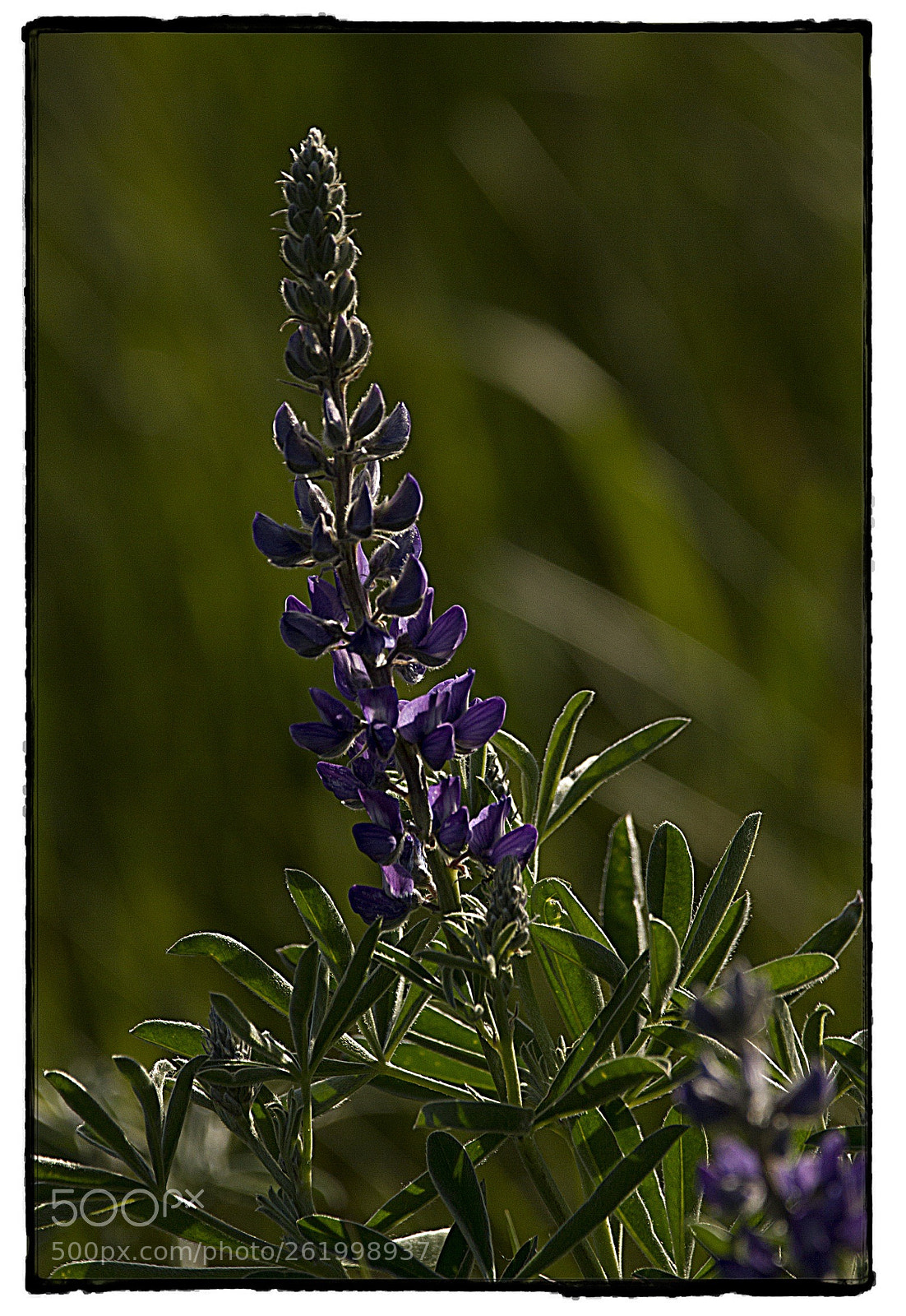 Canon EOS 7D sample photo. Purple flowers. photography