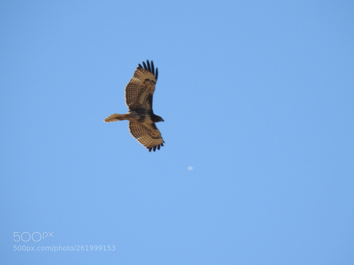 Nikon Coolpix P900 sample photo. Red-tailed hawk photography