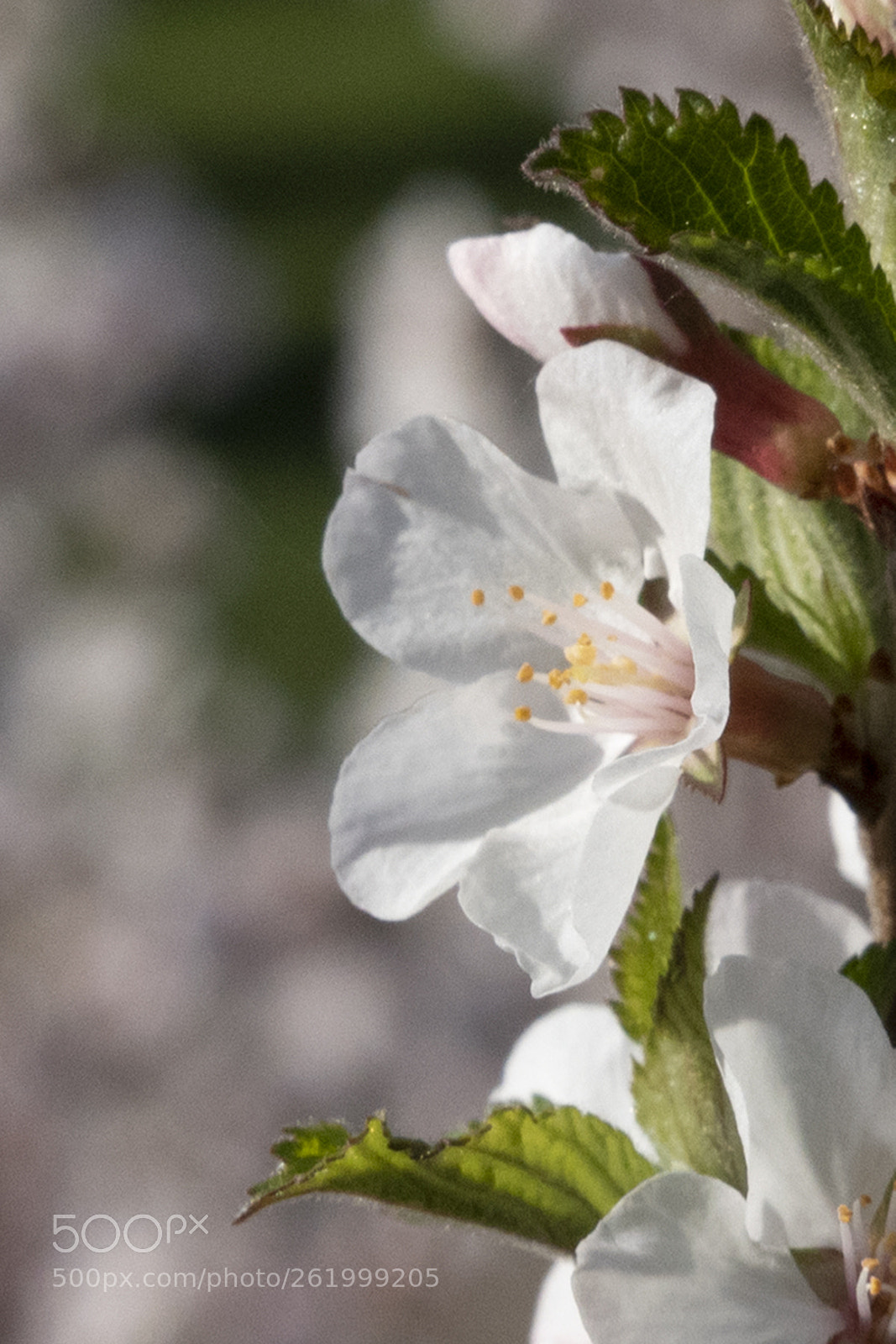 Nikon D750 sample photo. Cherry blossom photography