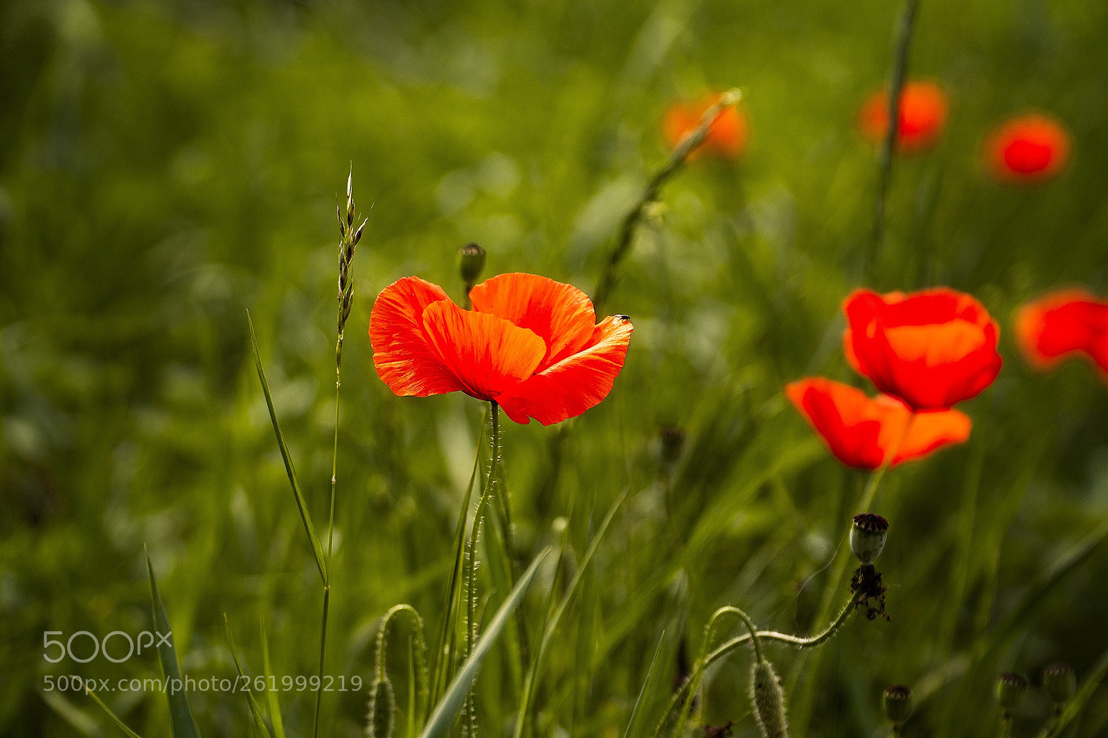 Sony a6500 sample photo. Poppy  photography