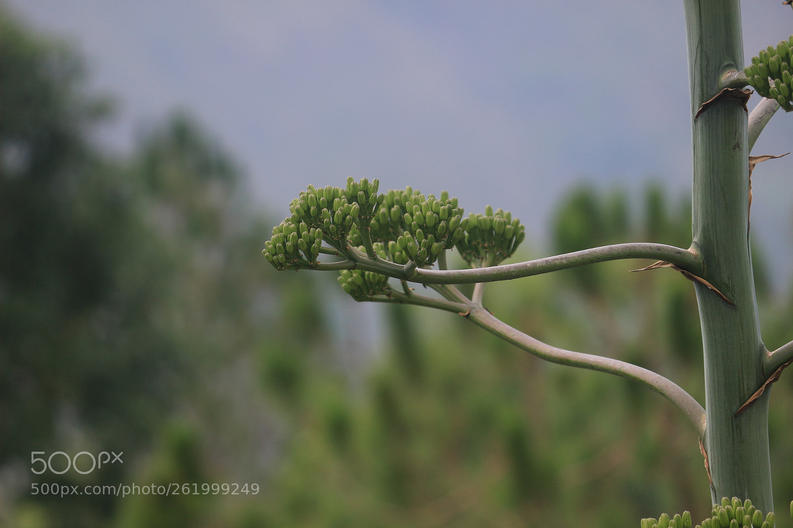 Canon EOS 100D (EOS Rebel SL1 / EOS Kiss X7) sample photo. Bloosom photography