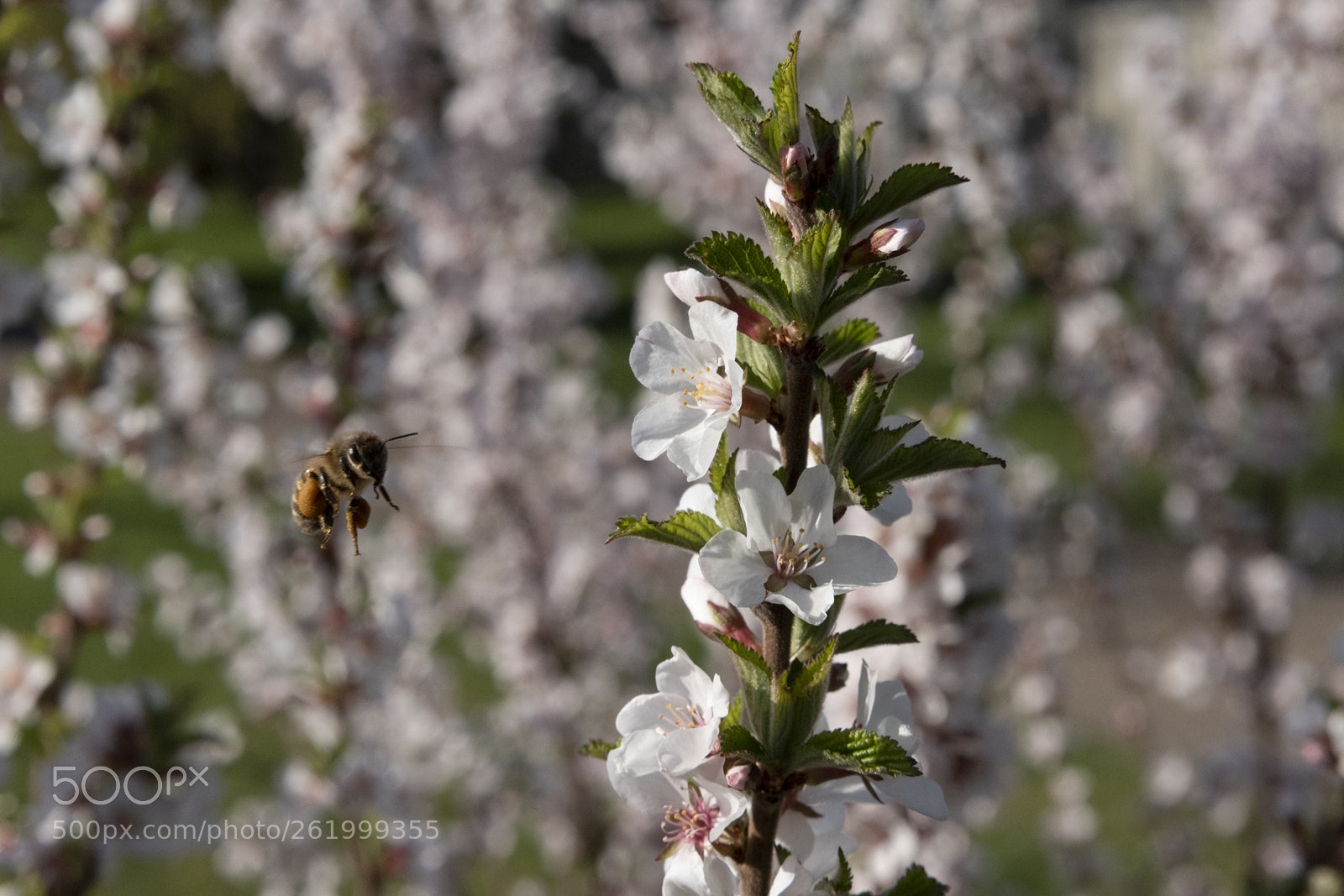 Nikon D750 sample photo. Target acquired photography