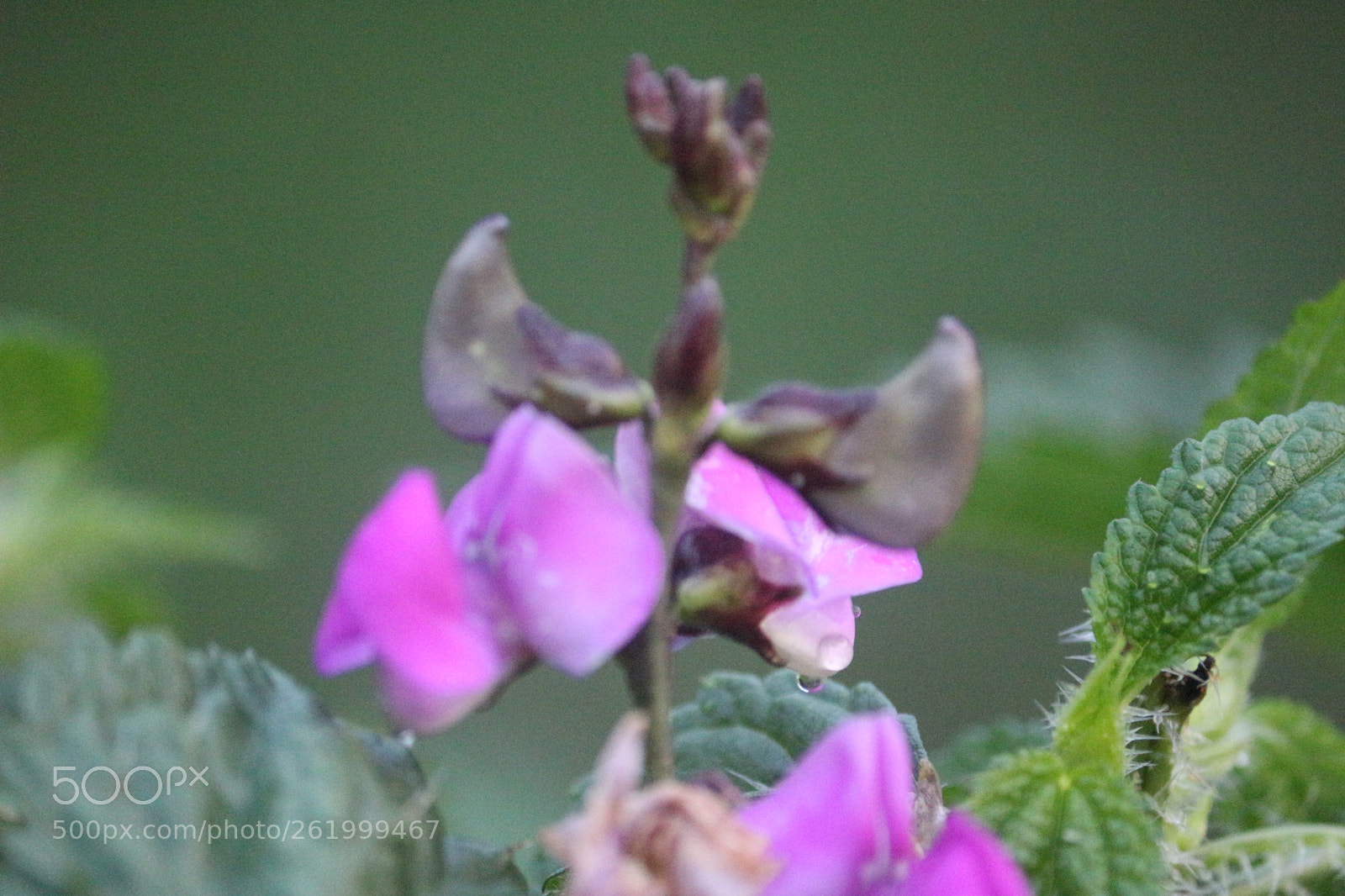 Canon EOS 100D (EOS Rebel SL1 / EOS Kiss X7) sample photo. Beautiful world photography