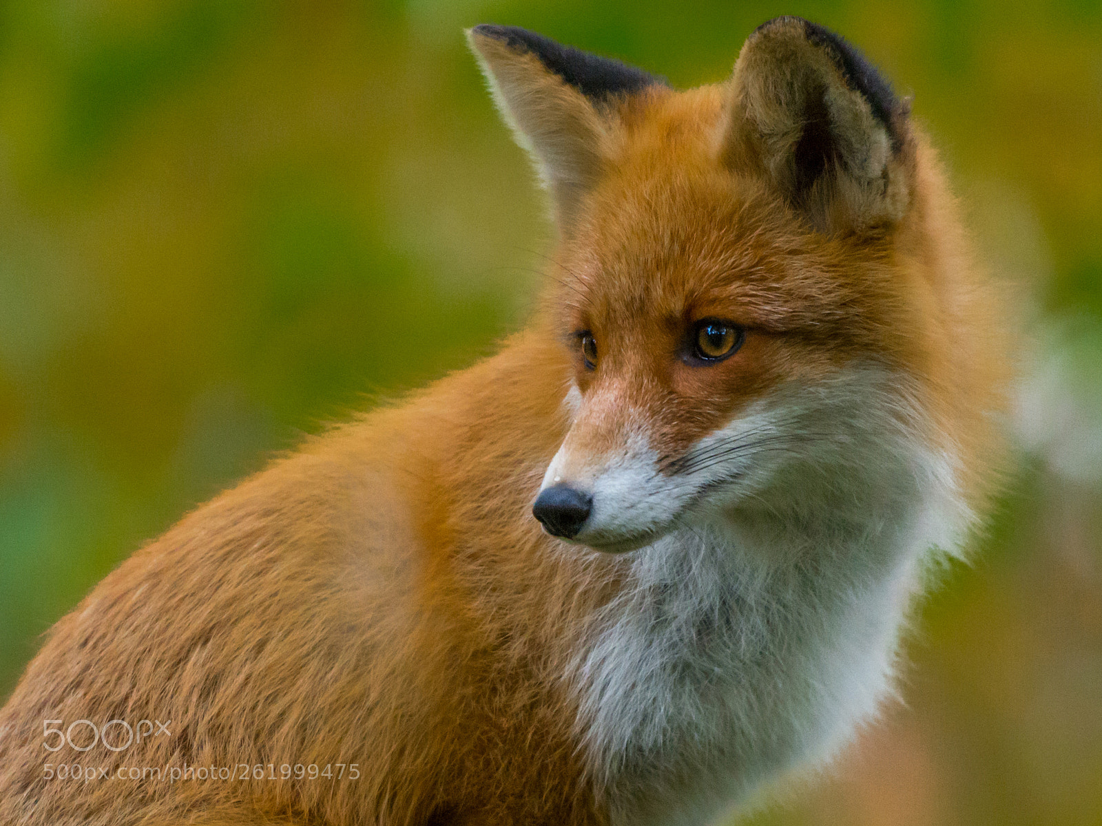 Nikon D7100 sample photo. Stare photography