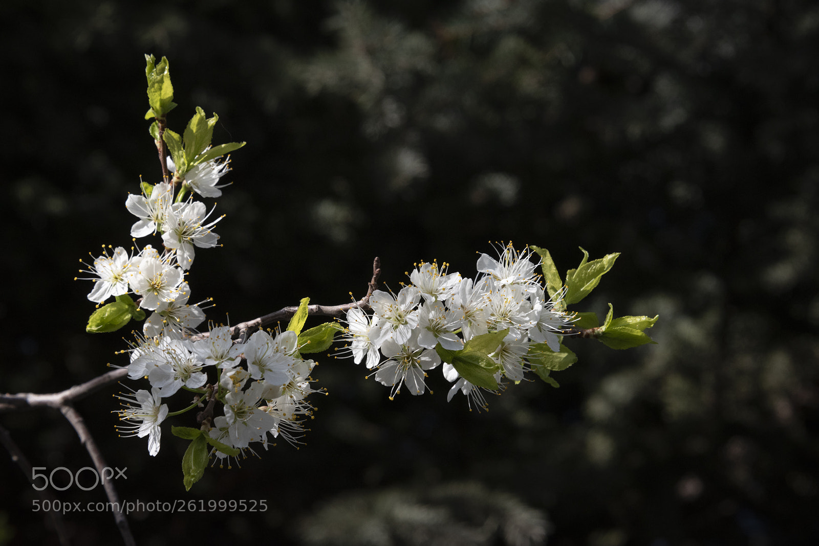 Nikon D750 sample photo. Crabapple blossom photography