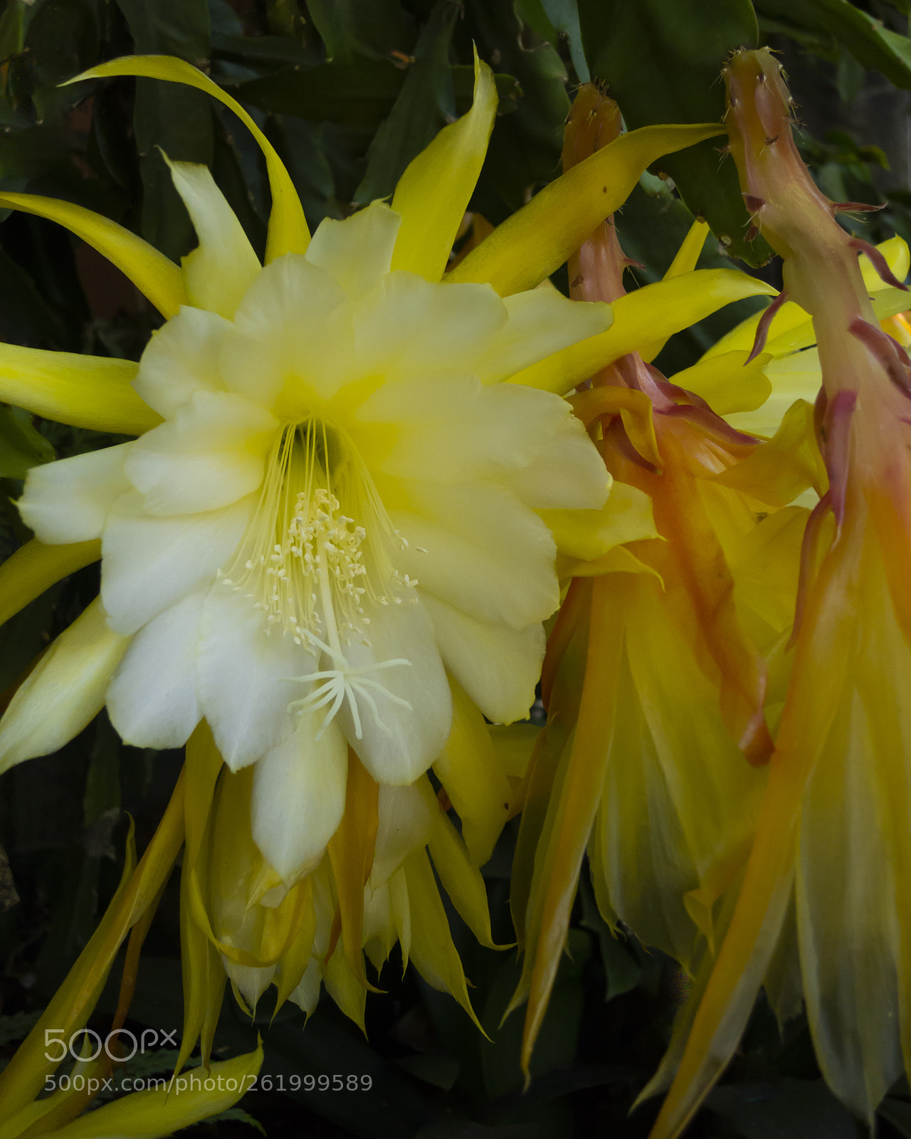 Canon PowerShot S110 sample photo. Orchid cactus in yellow photography
