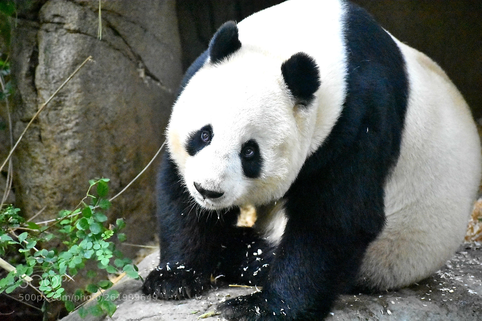 Nikon D3400 sample photo. Panda bear photography