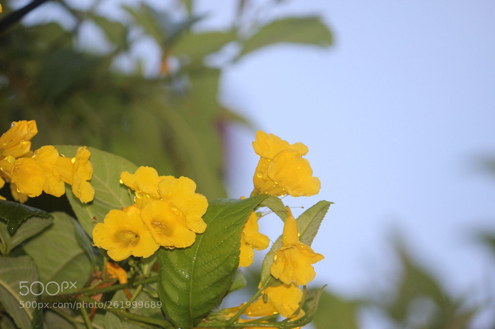 Canon EOS 100D (EOS Rebel SL1 / EOS Kiss X7) sample photo. Positive side photography