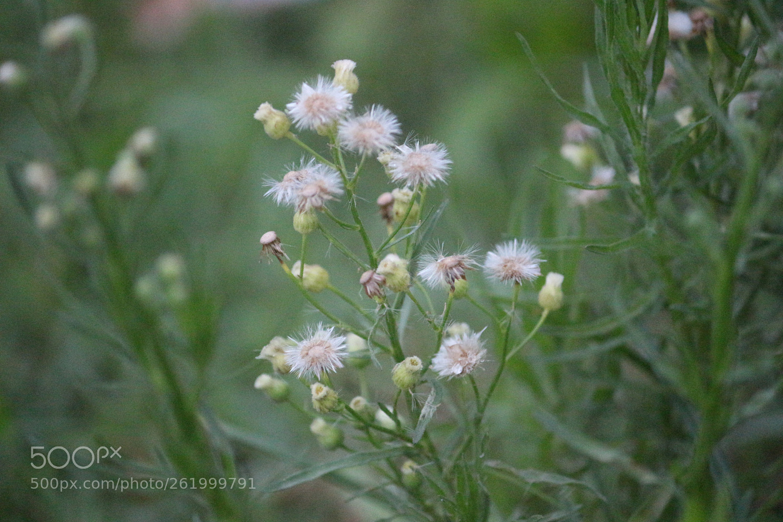 Canon EOS 100D (EOS Rebel SL1 / EOS Kiss X7) sample photo. Best shot photography