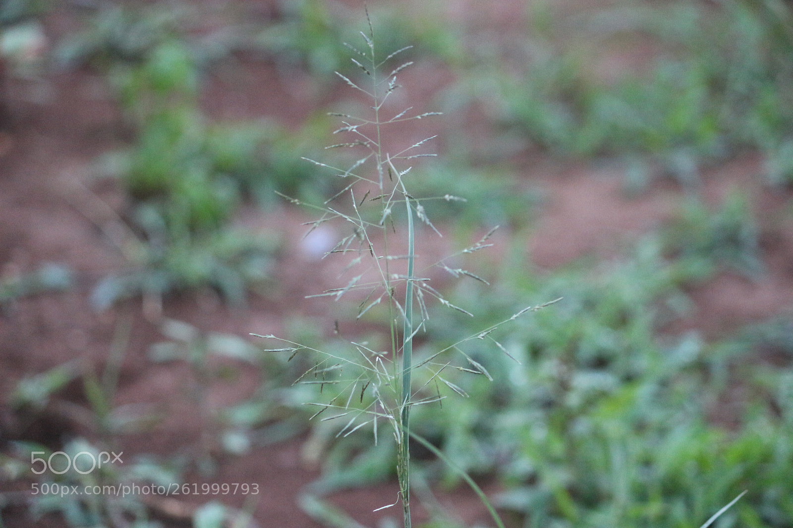 Canon EOS 100D (EOS Rebel SL1 / EOS Kiss X7) sample photo. Single and standing photography