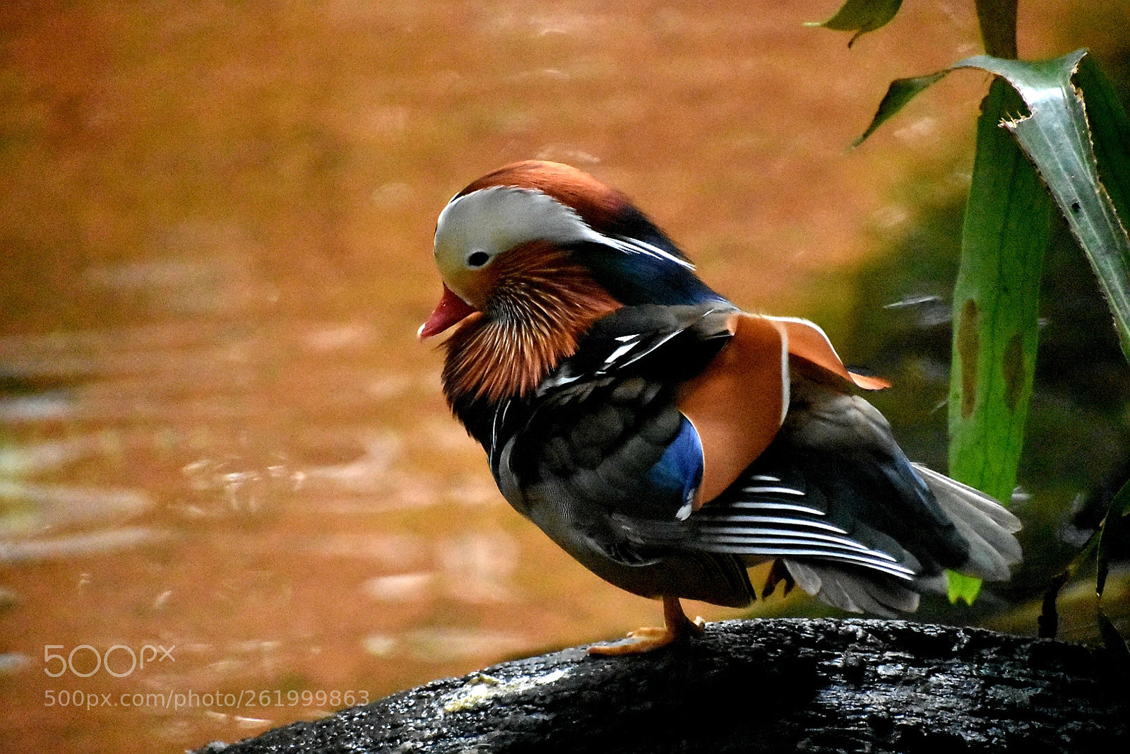 Nikon D3400 sample photo. Quack quack photography