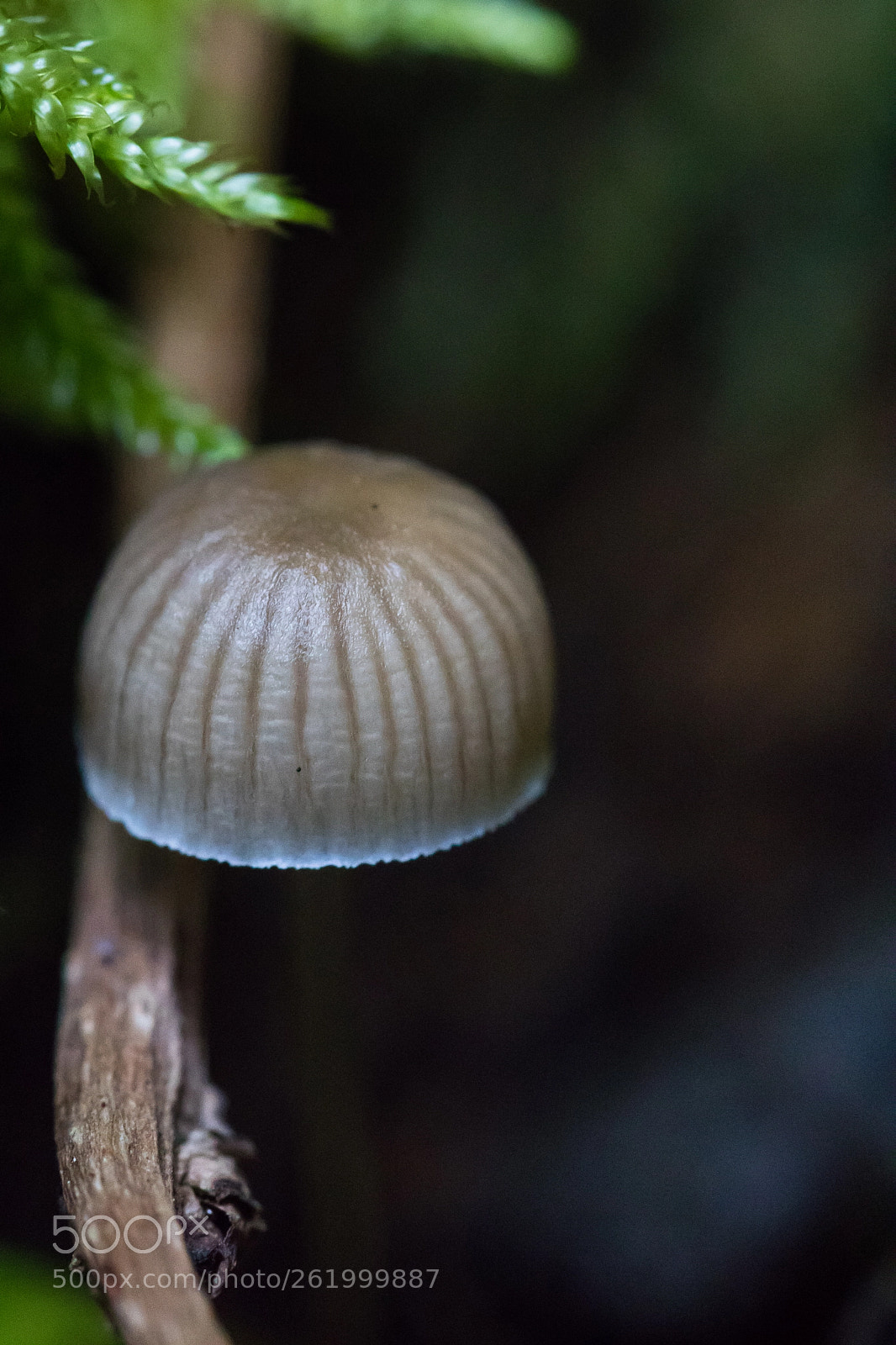Canon EOS 760D (EOS Rebel T6s / EOS 8000D) sample photo. Caché photography