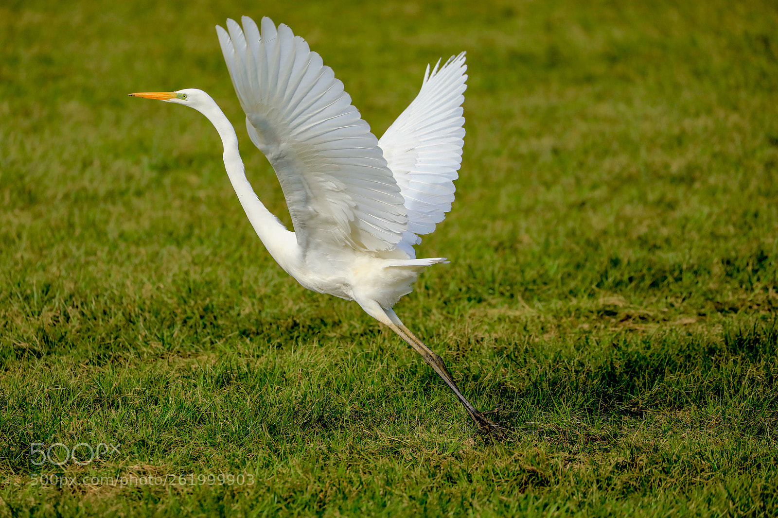 Canon EOS 5D Mark IV sample photo. The take off photography