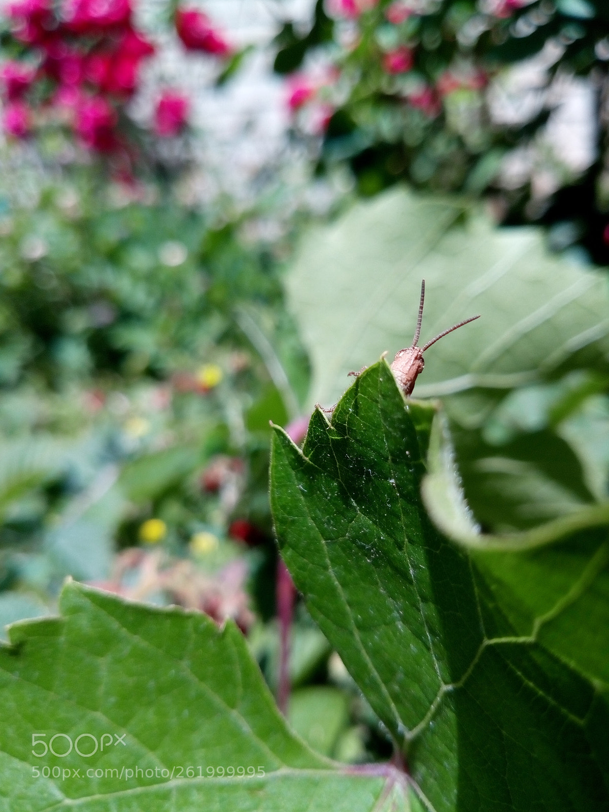 Meizu M5s sample photo. Hi! photography