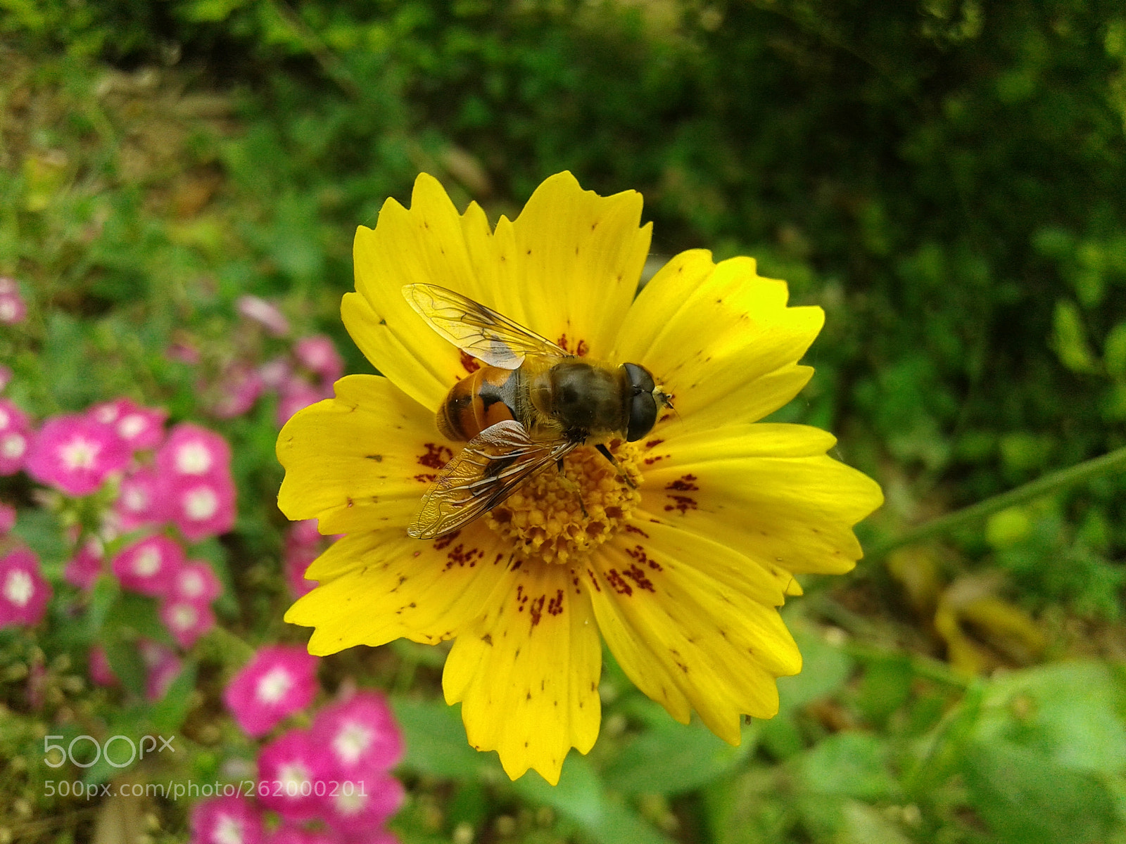 Samsung Galaxy Core sample photo. 20150330_140916.jpg photography