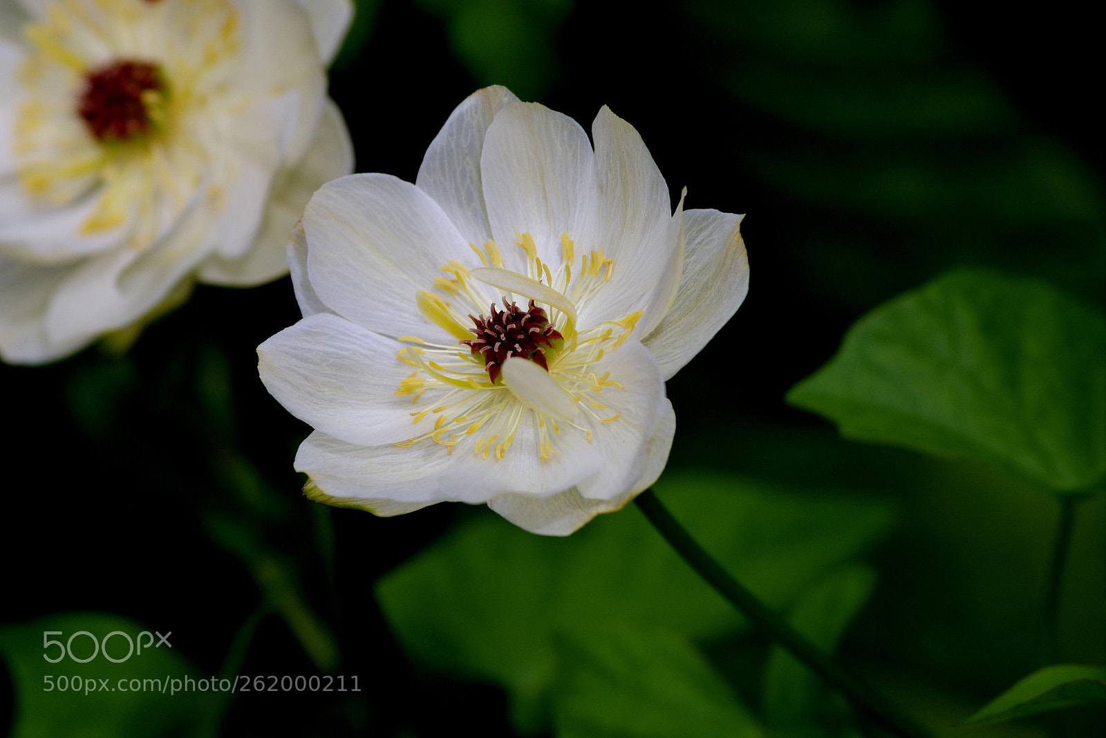 Pentax K-5 IIs + A Series Lens sample photo. Untitled photography